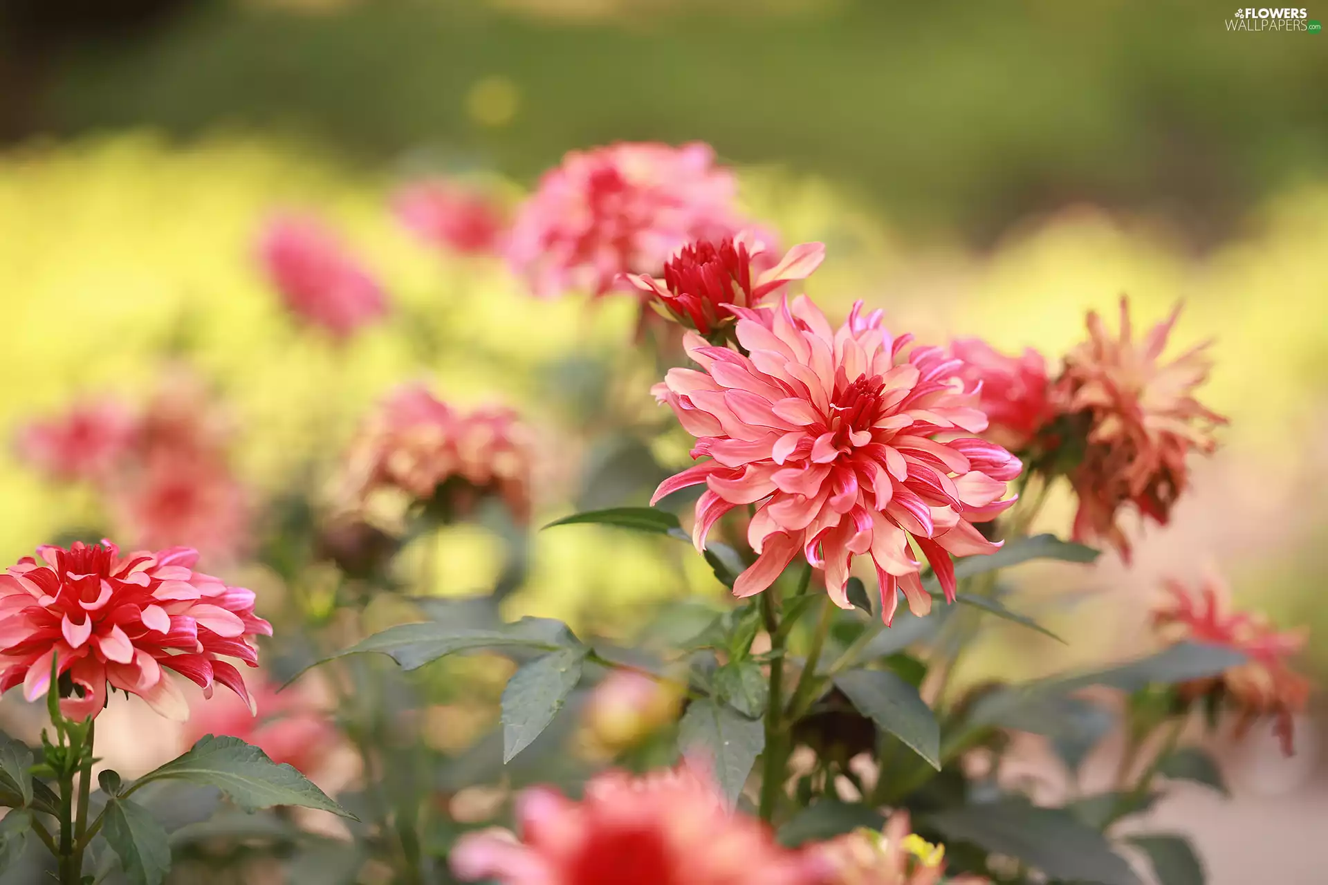 dahlias, Pink, Flowers, developed