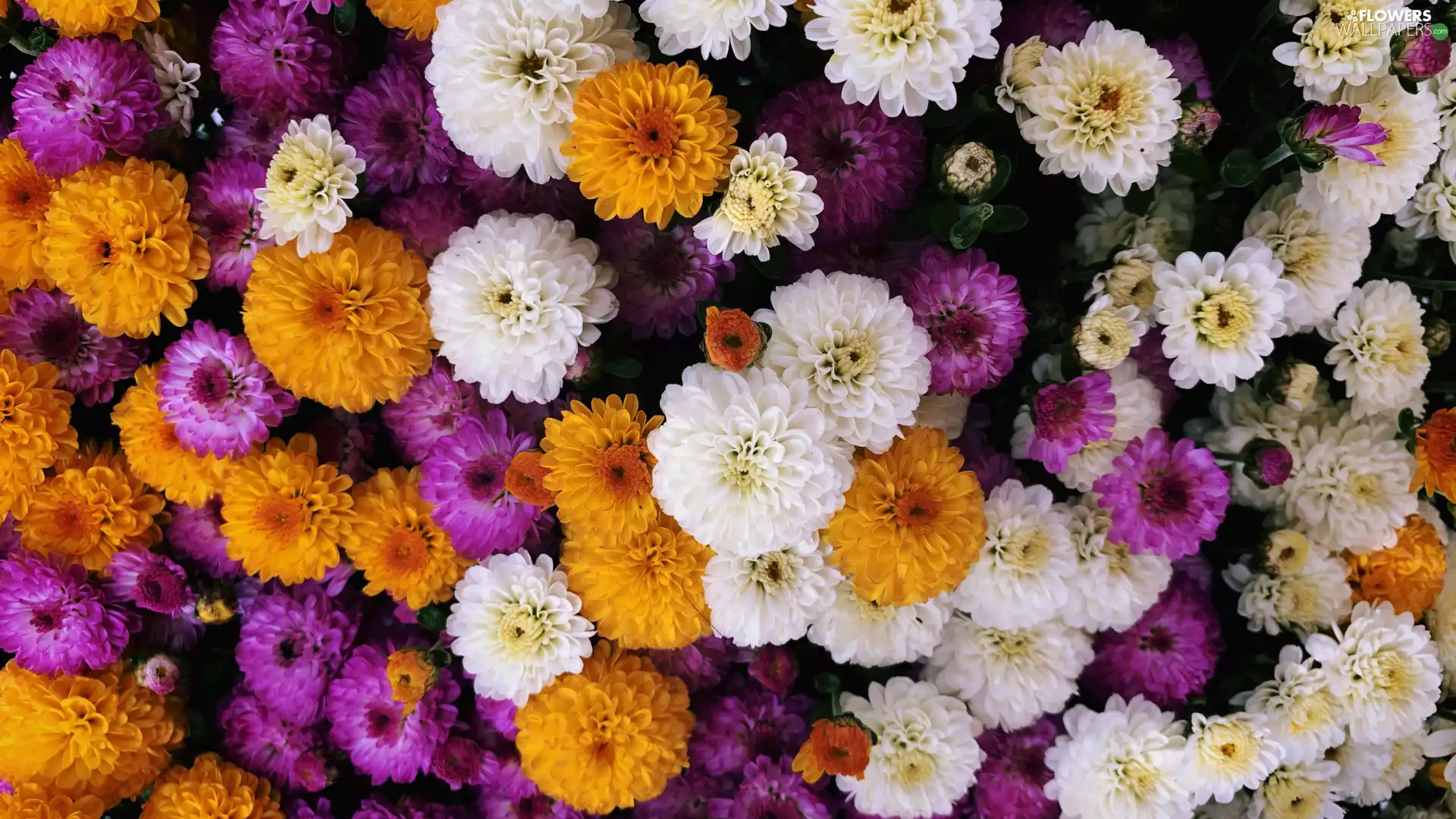 Flowers, color, Chrysanthemums, developed