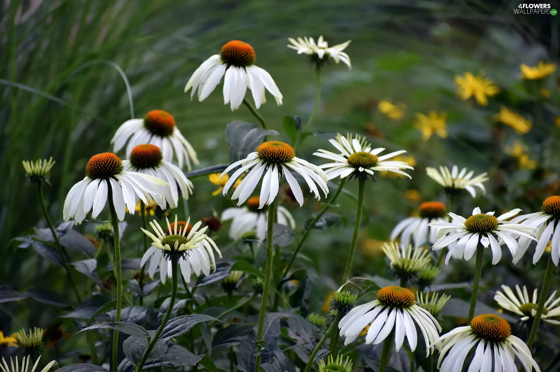 Flowers, White, echinacea, developed
