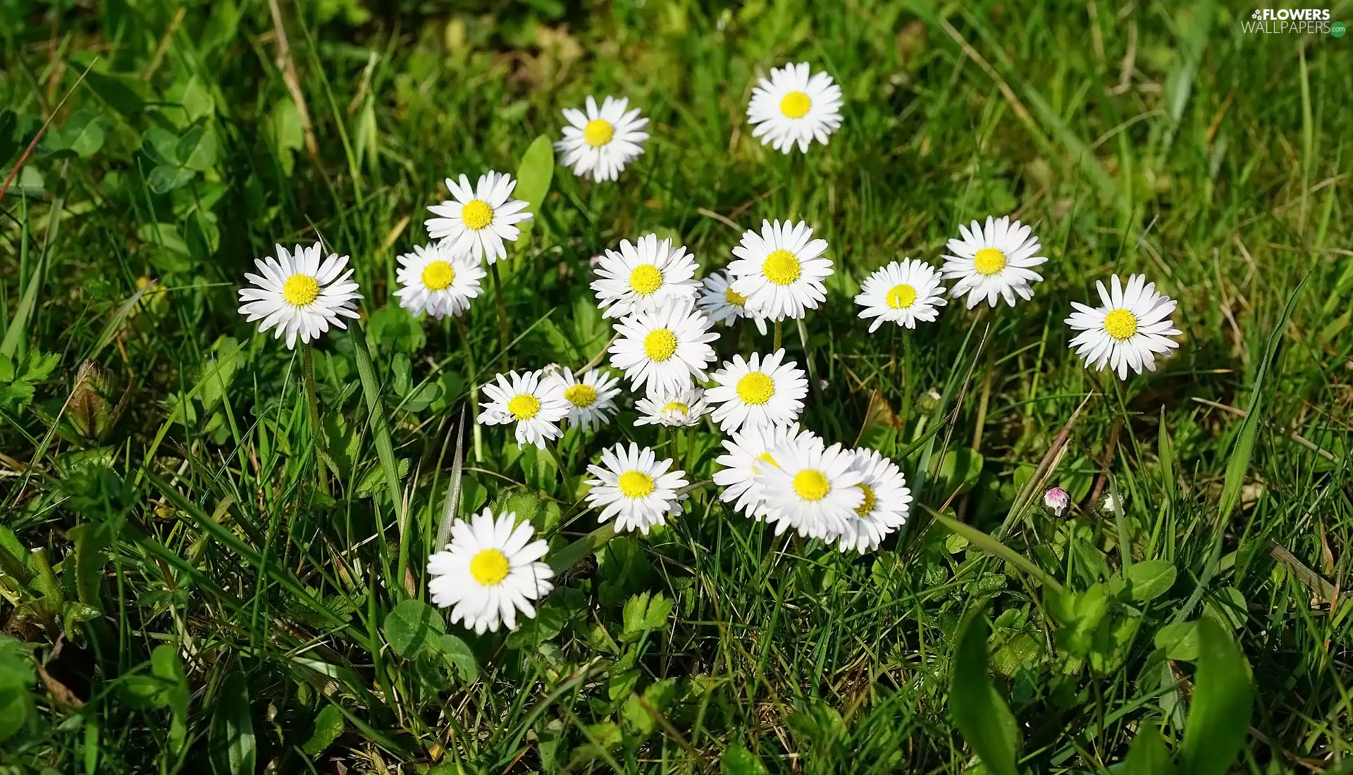 Flowers, daisies, grass, developed