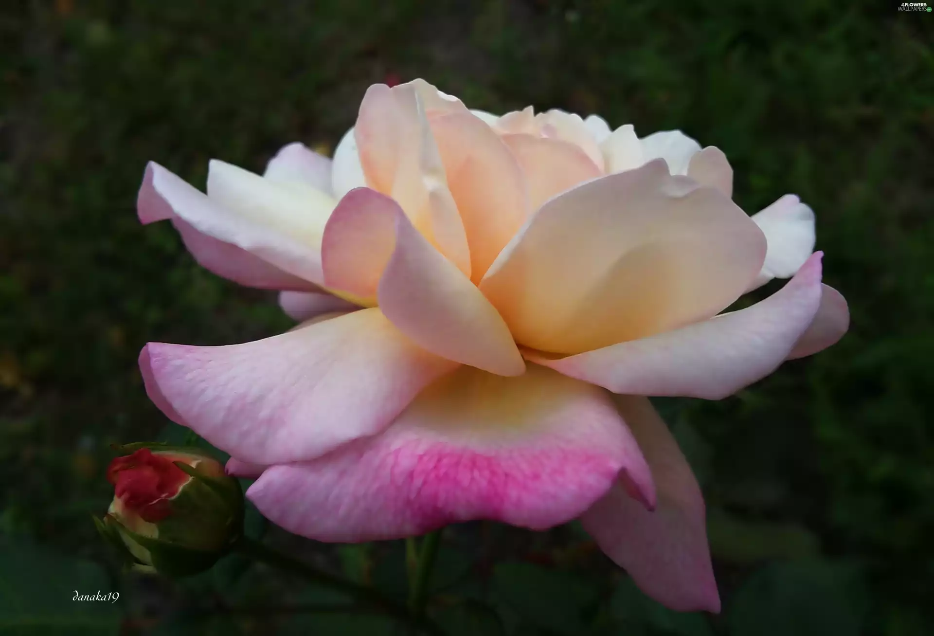 cream, Pink, rose, developed, Colourfull Flowers