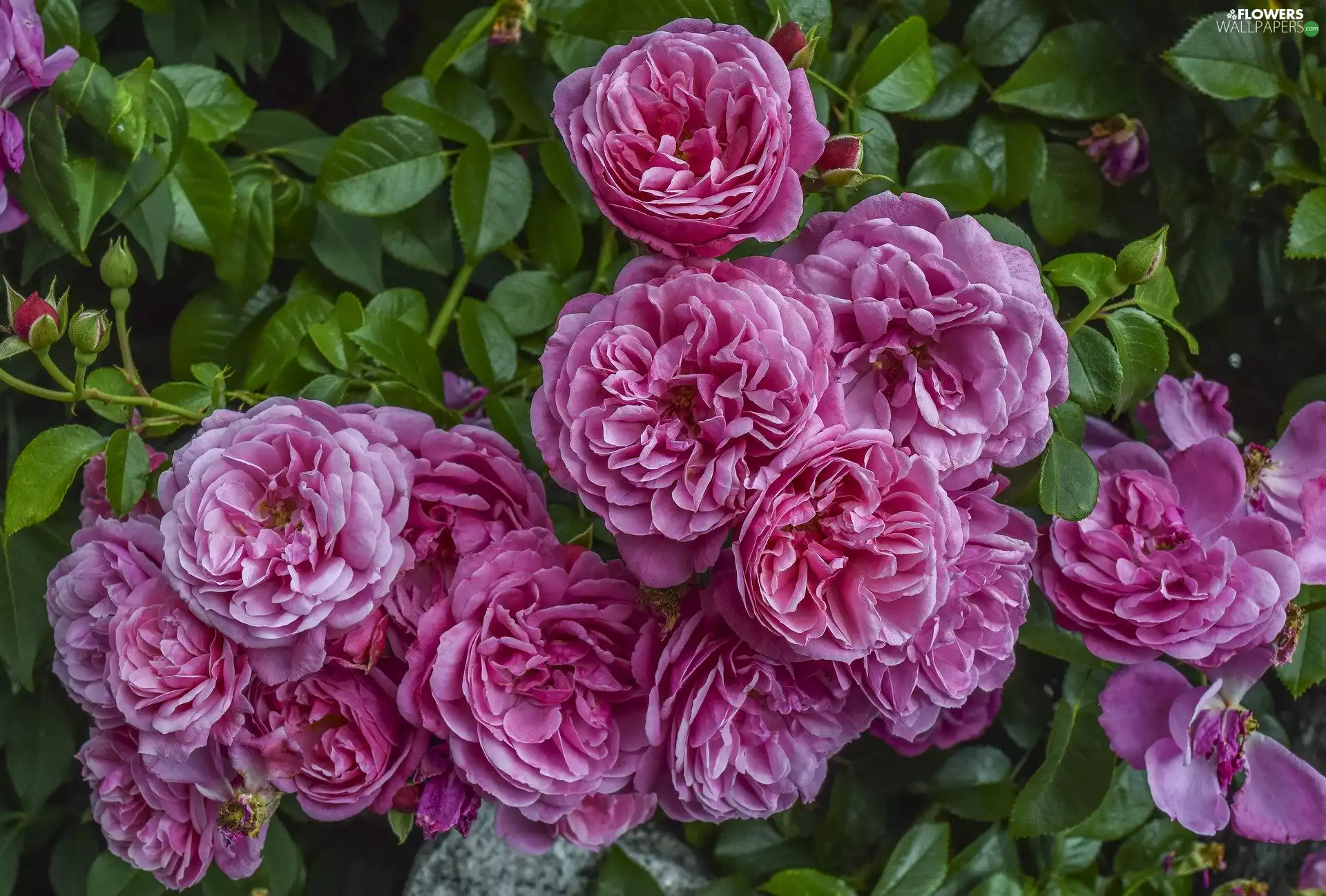 Flowers, Pink, roses, developed
