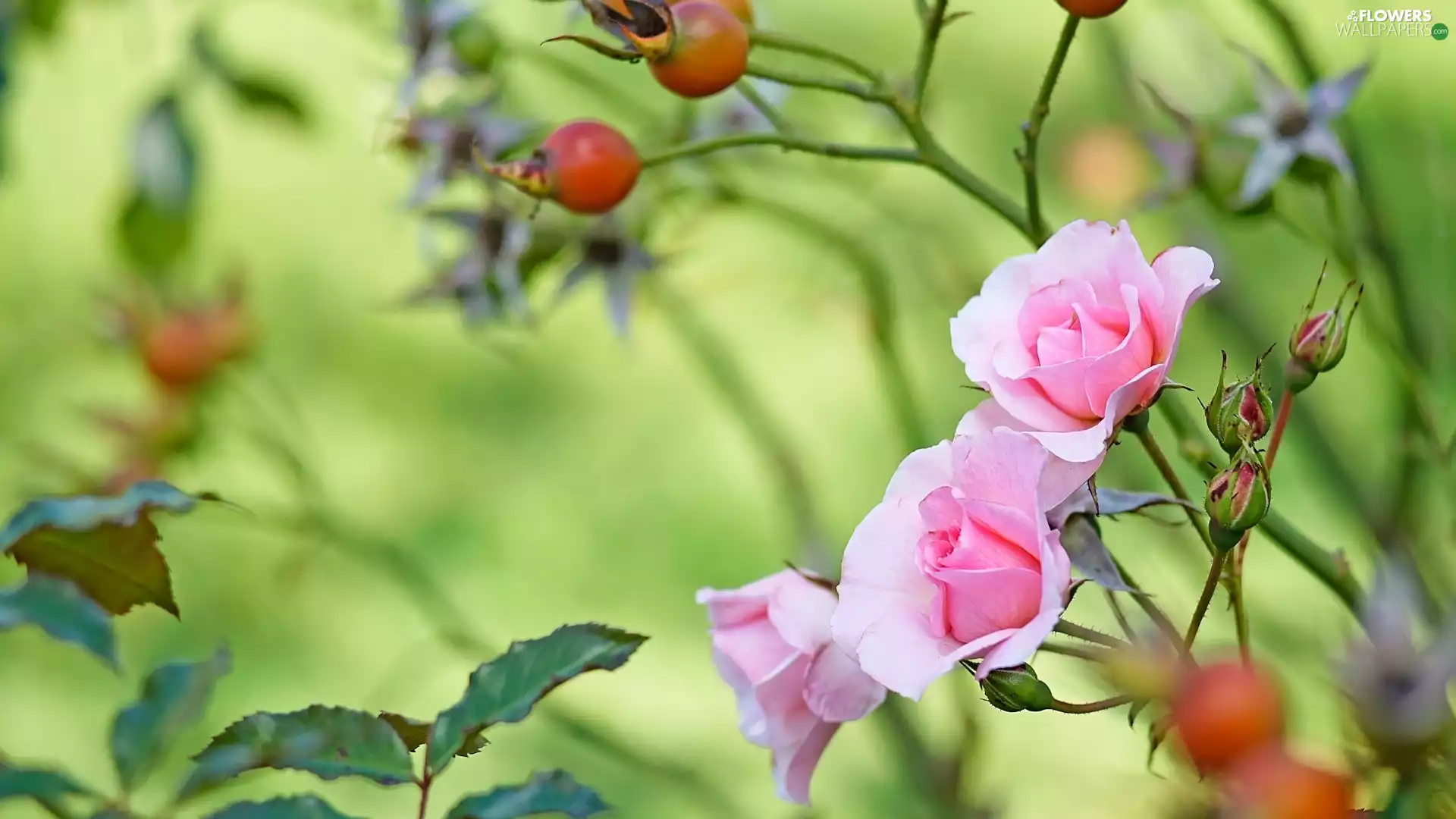 Pink, roses, Buds, developed