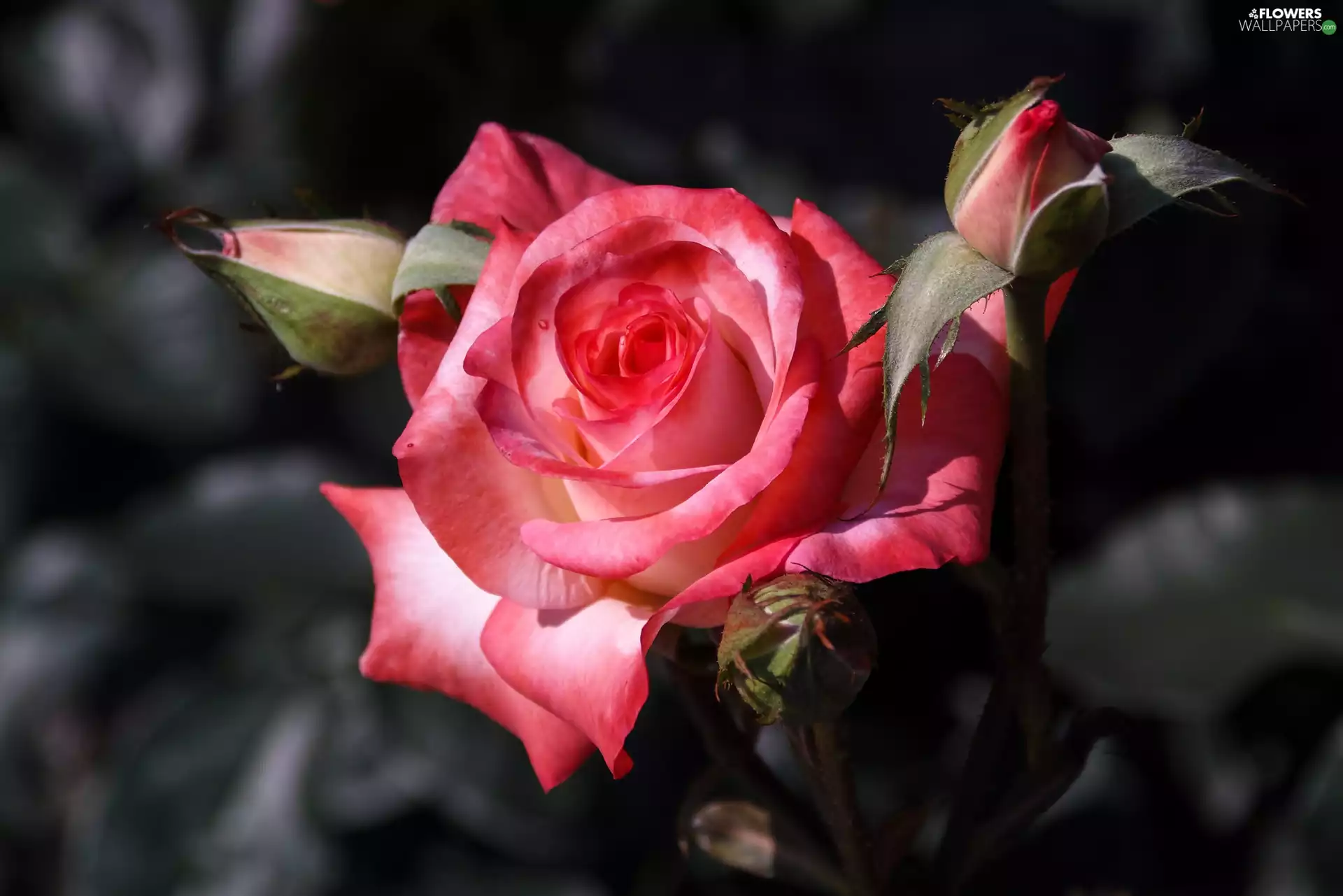 Pink, rose, donuts, developed