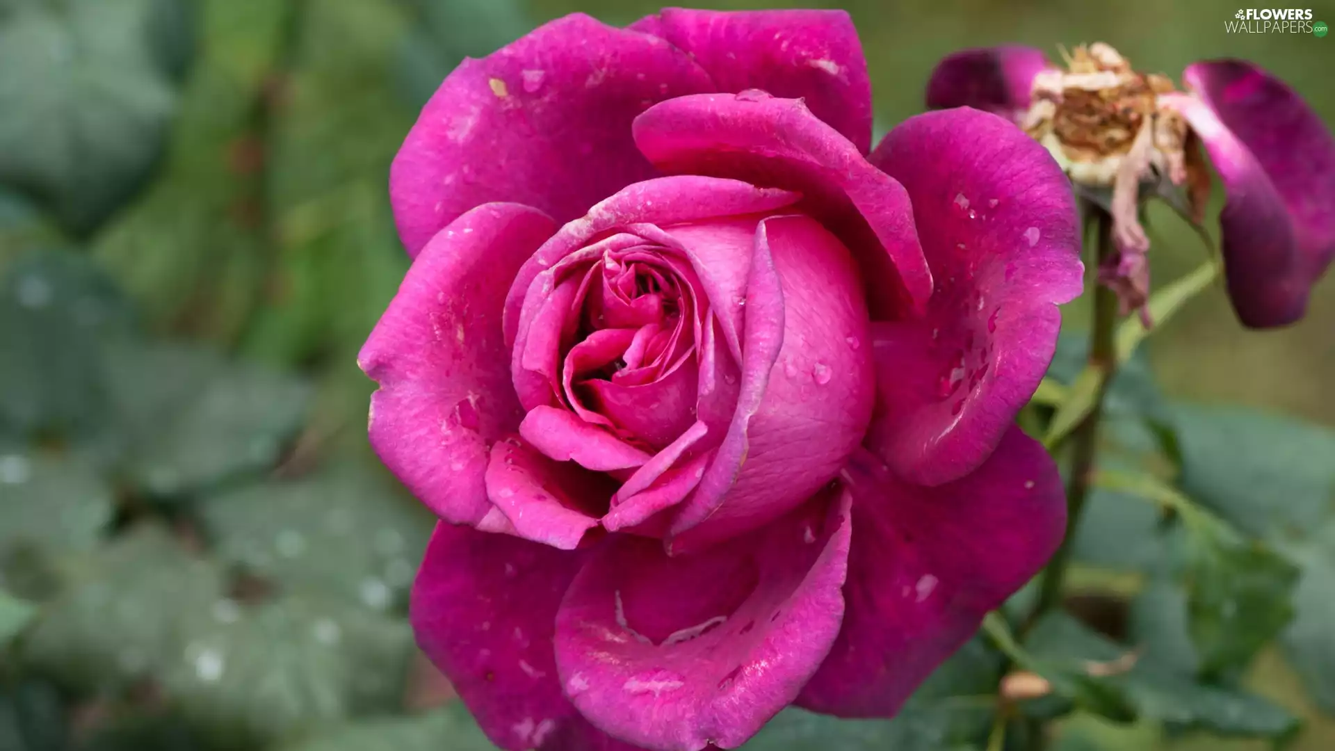 Pink, rose, drops, developed