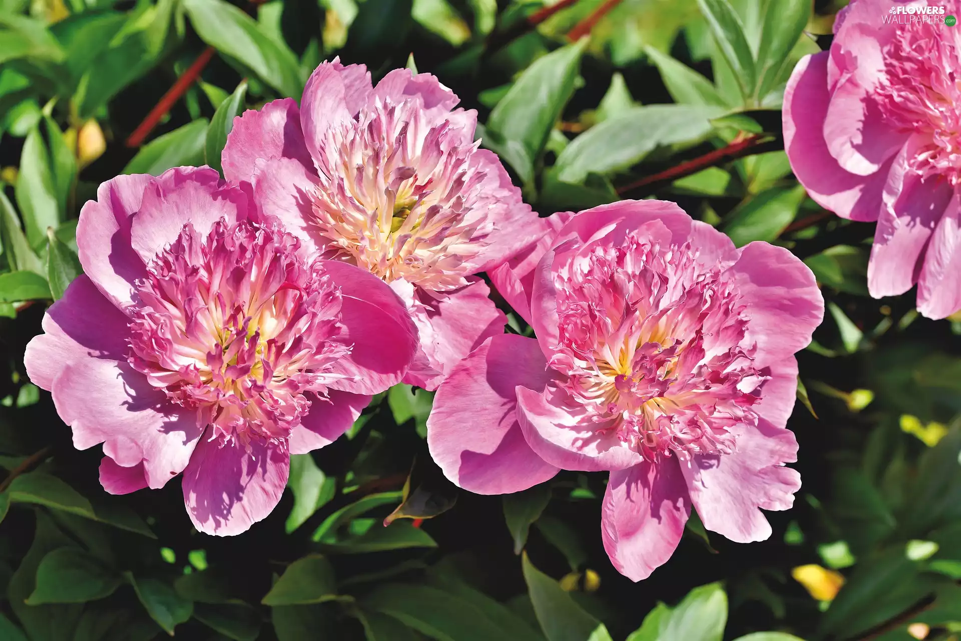 Pink, Flowers, peony, developed