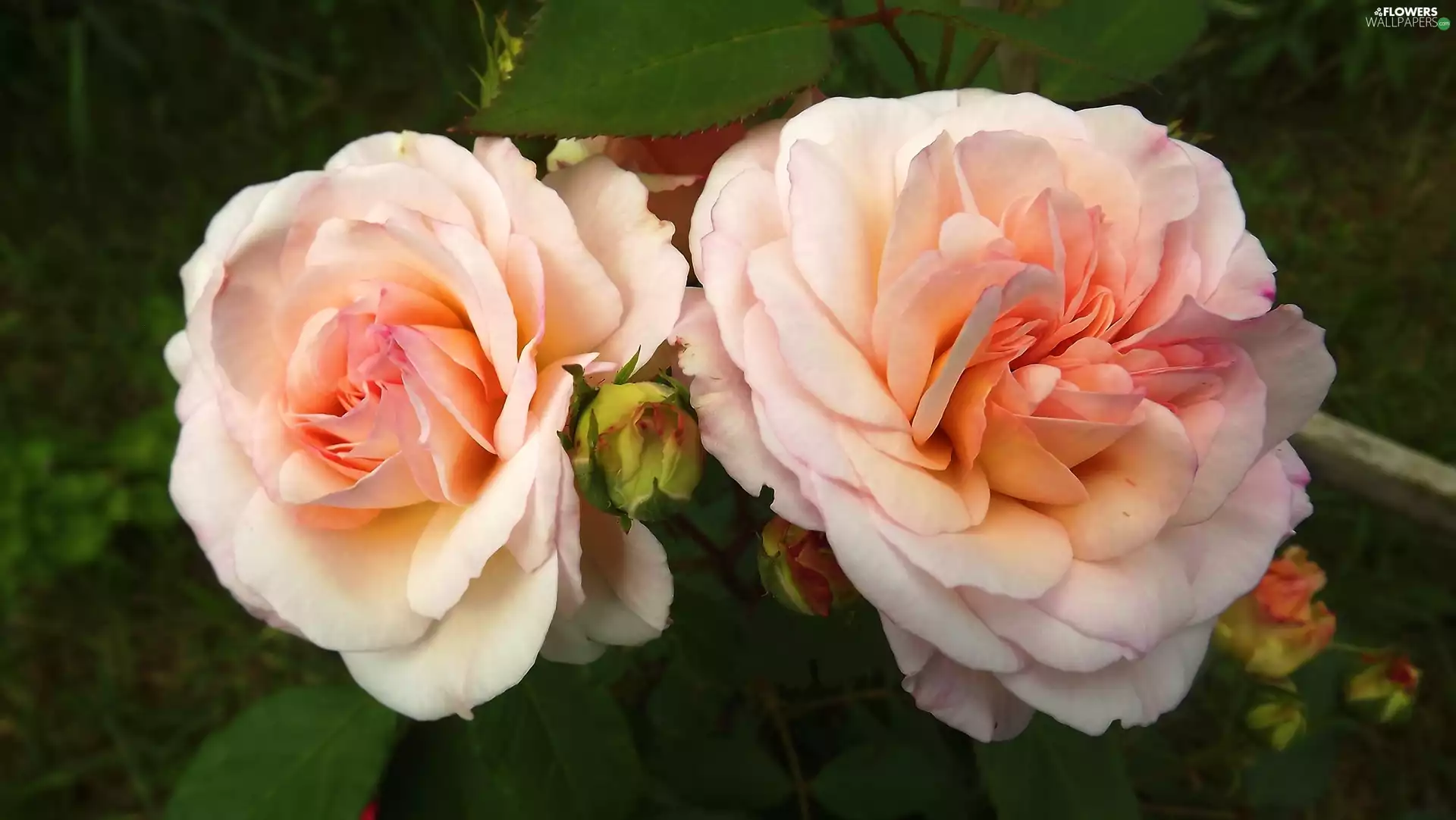 developed, roses, Pink