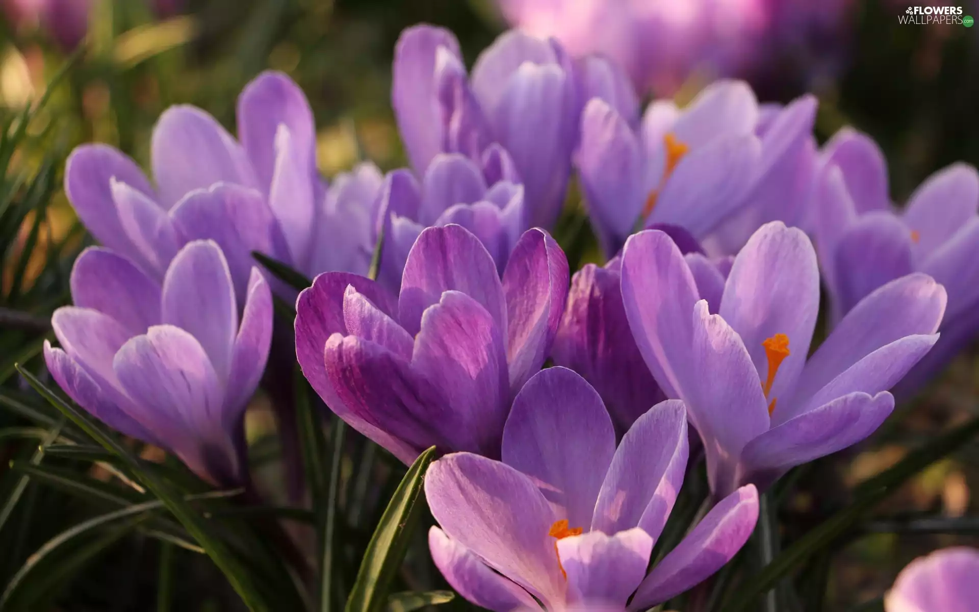 purple, Flowers, crocuses, developed