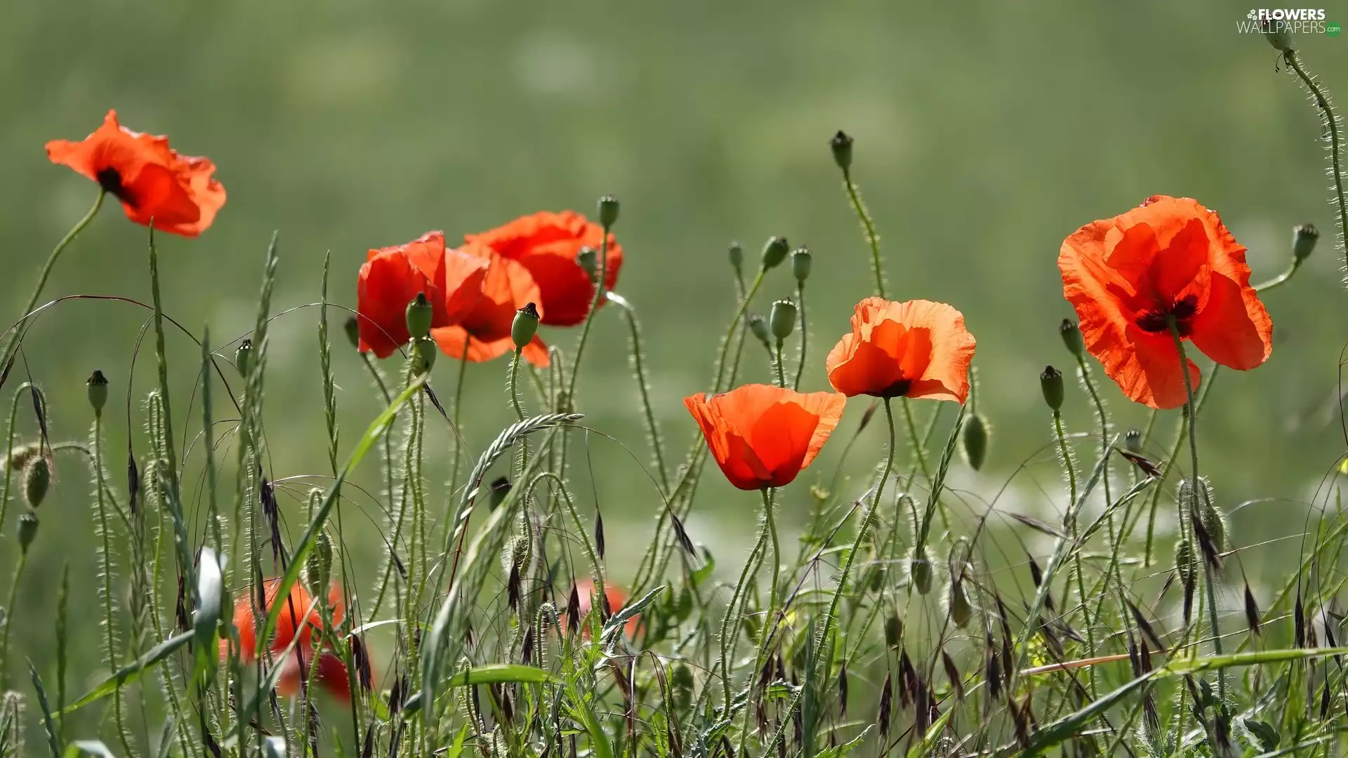 Red, papavers, Buds, developed