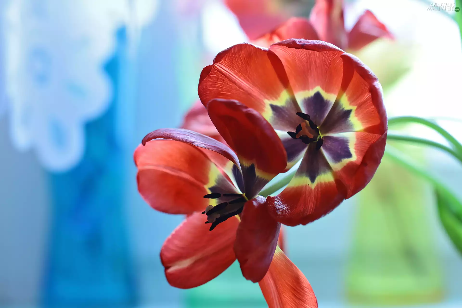 Red, Tulips, Flowers, developed