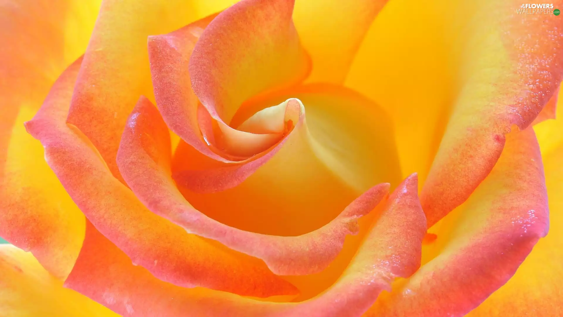 rose, two Colors, developed