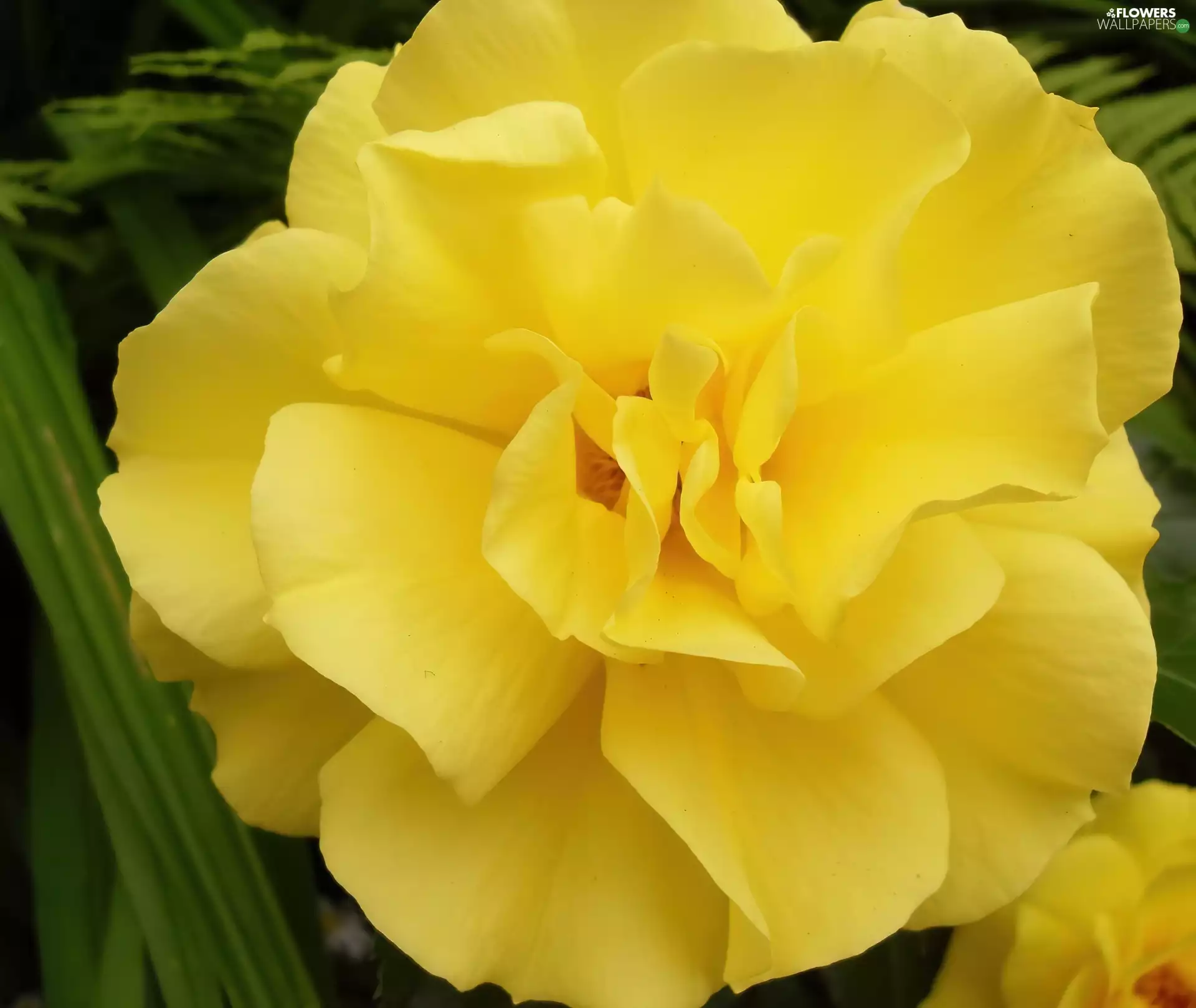 rose, Yellow Honda, developed