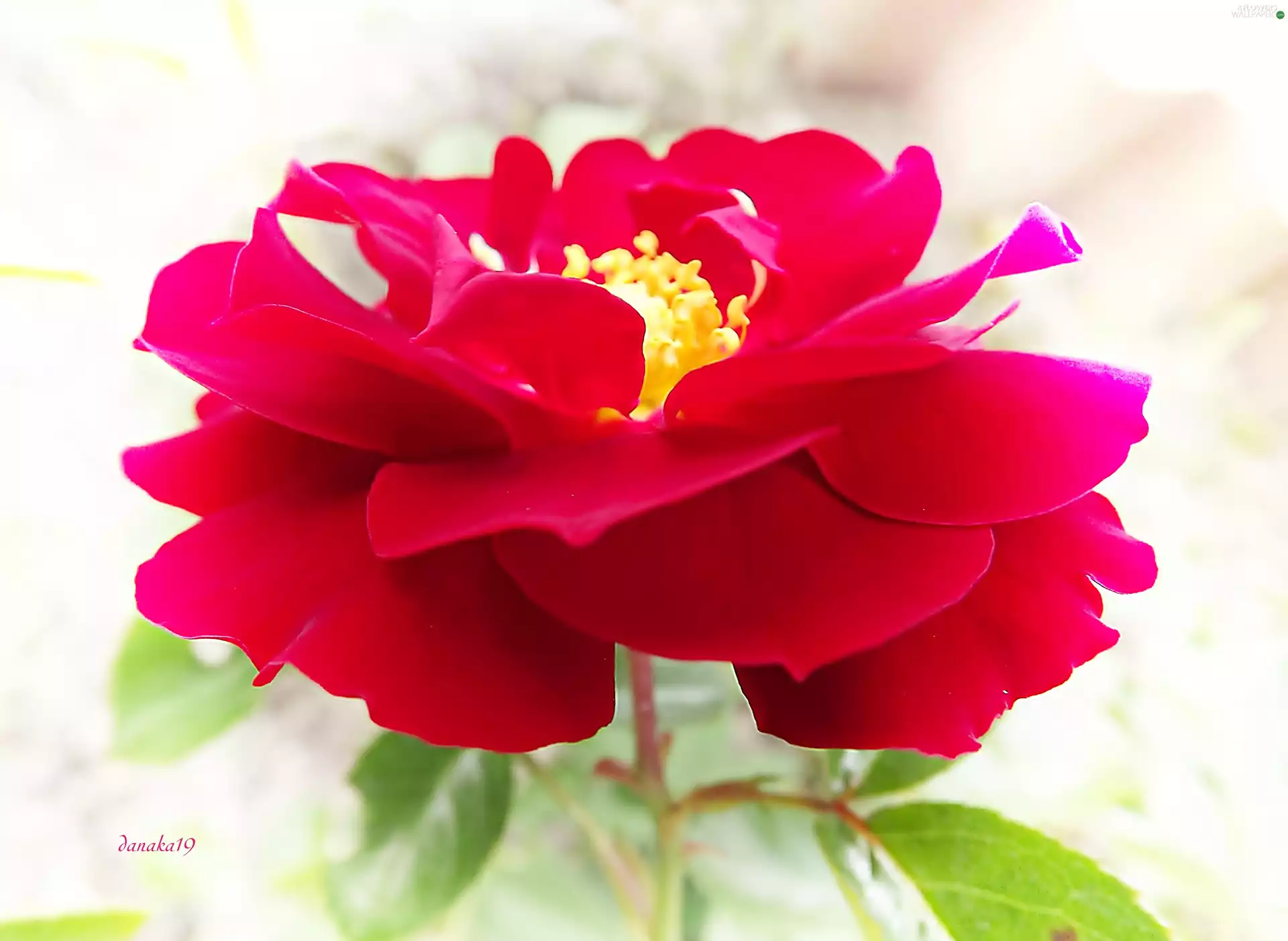 rose, red hot, developed