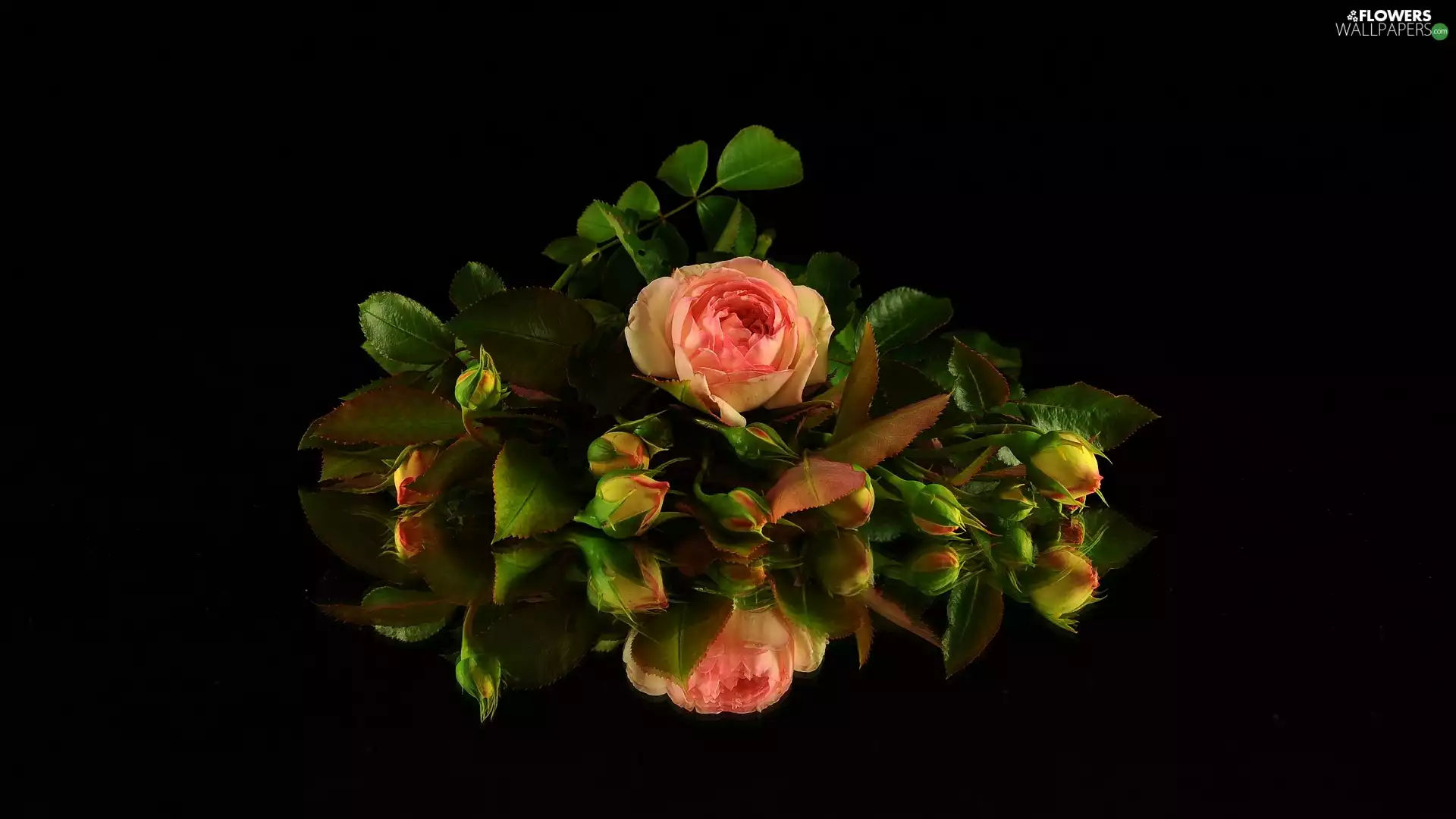 Buds, black background, developed, rose, roses