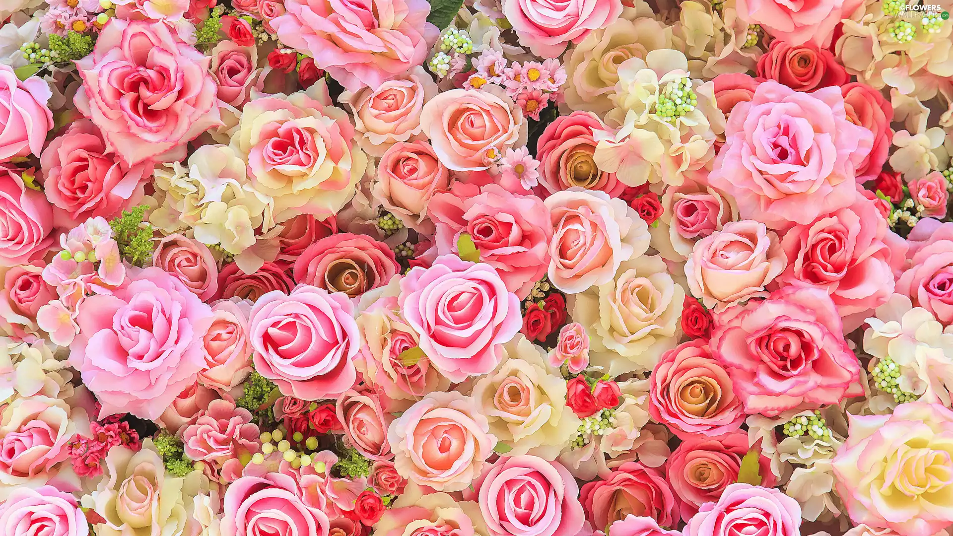 Flowers, developed, roses, Different colored