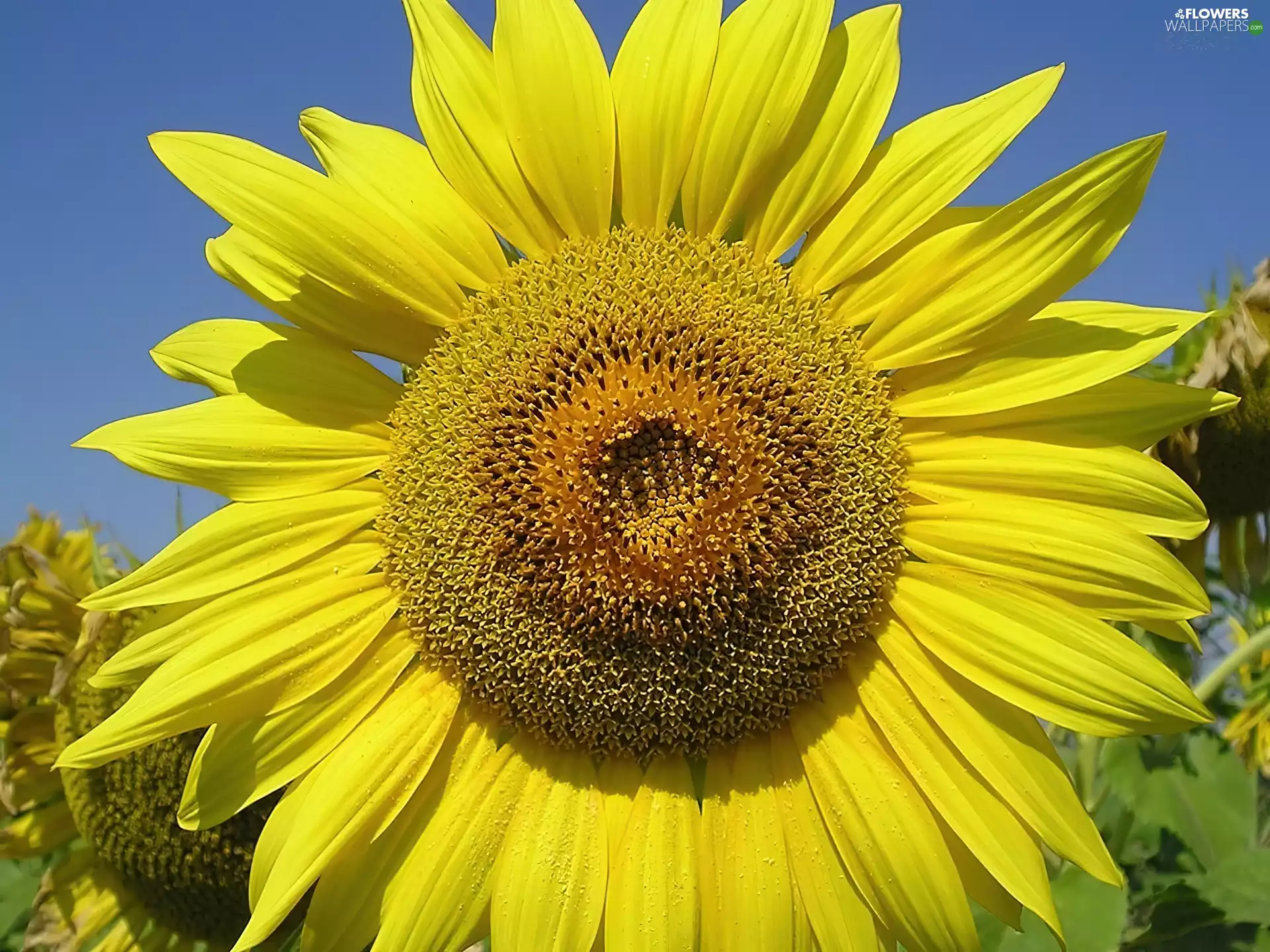 developed, Sunflower