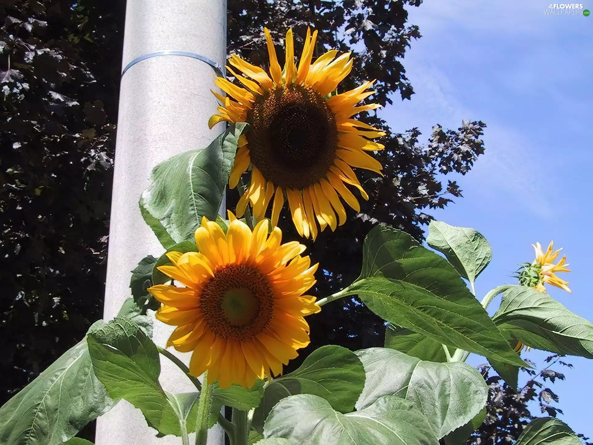 developed, Nice sunflowers