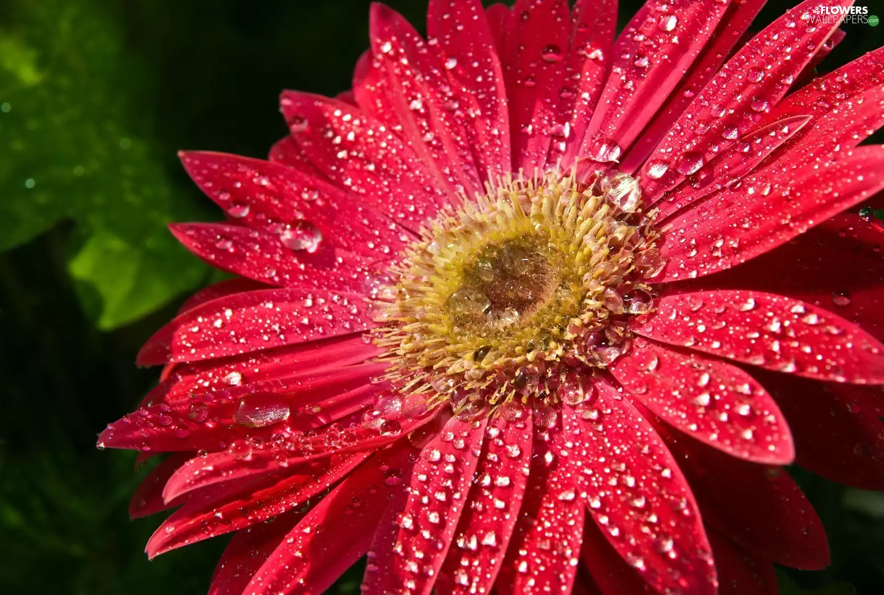 Gerber, drops, dew, Colourfull Flowers