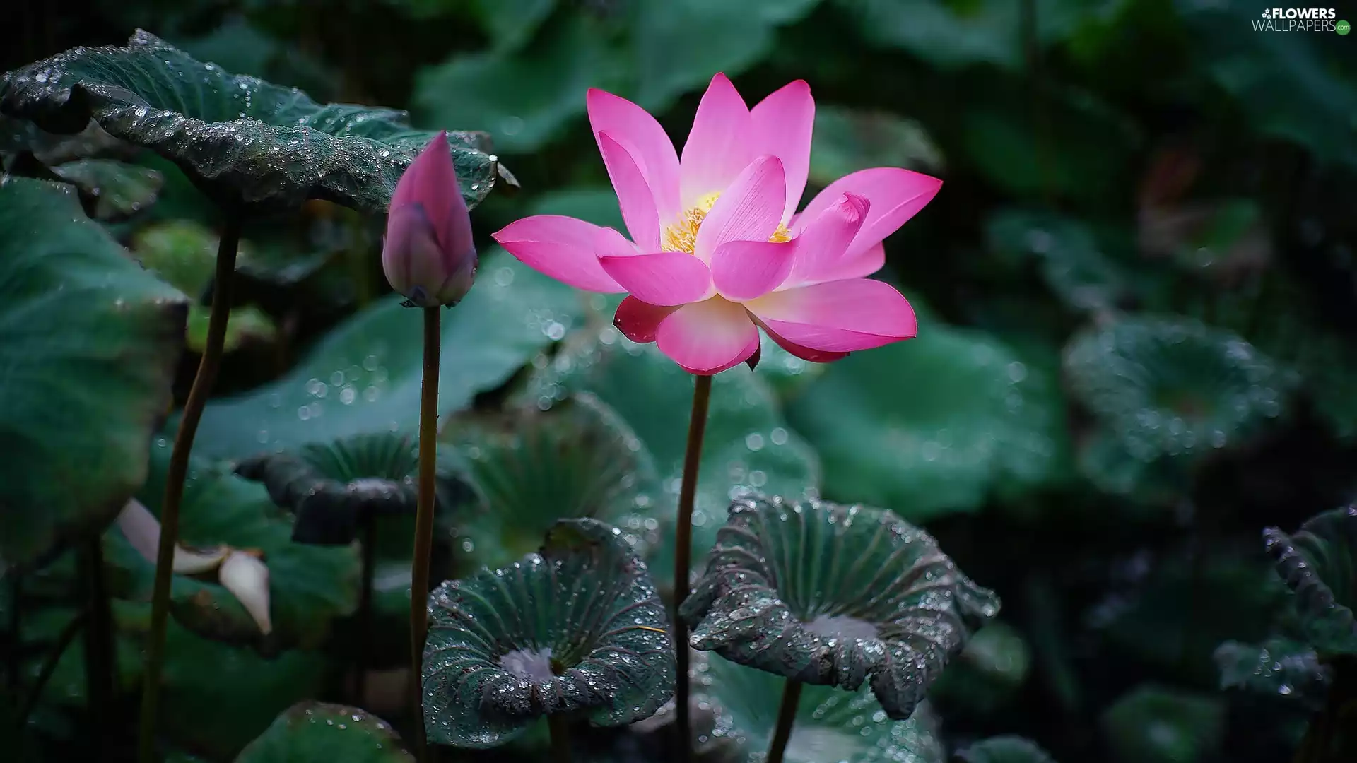 lotus, Leaf, dew, Colourfull Flowers