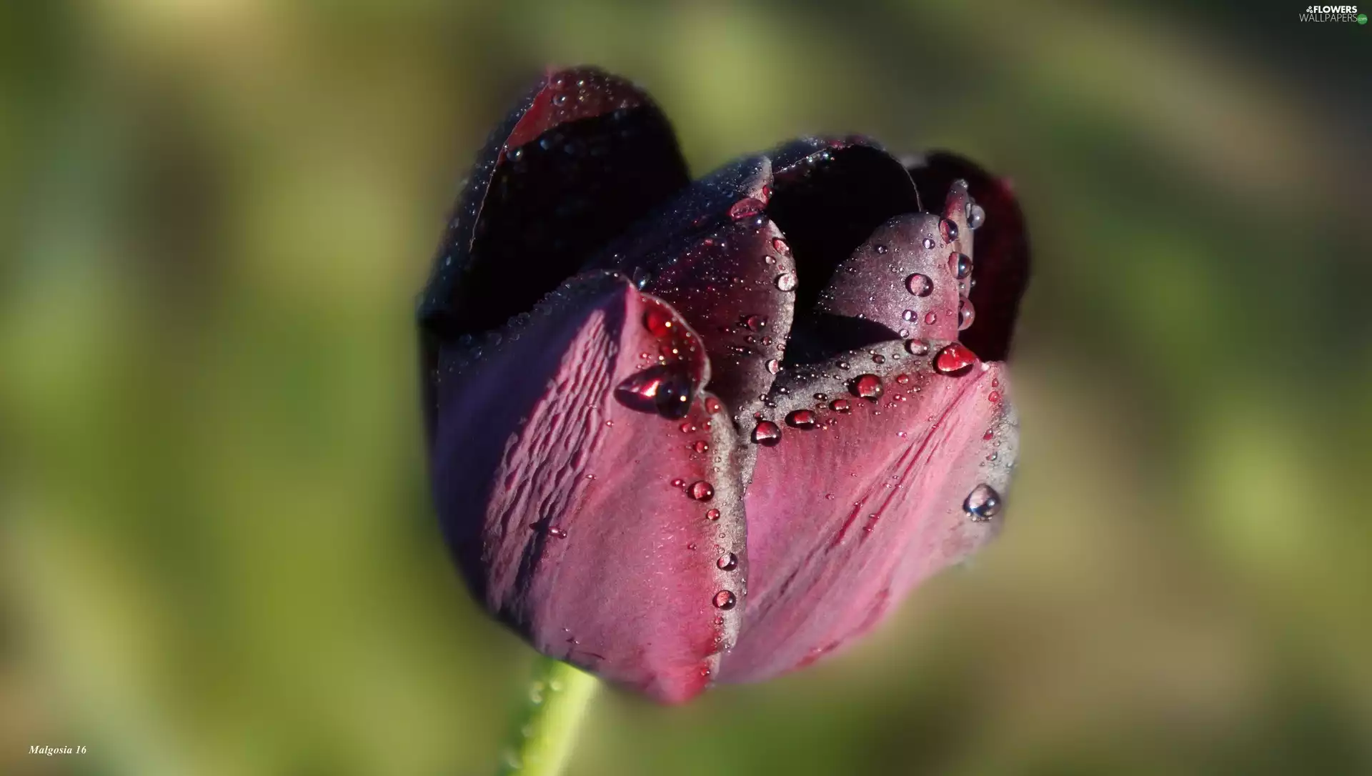 Colourfull Flowers, drops, dew, tulip