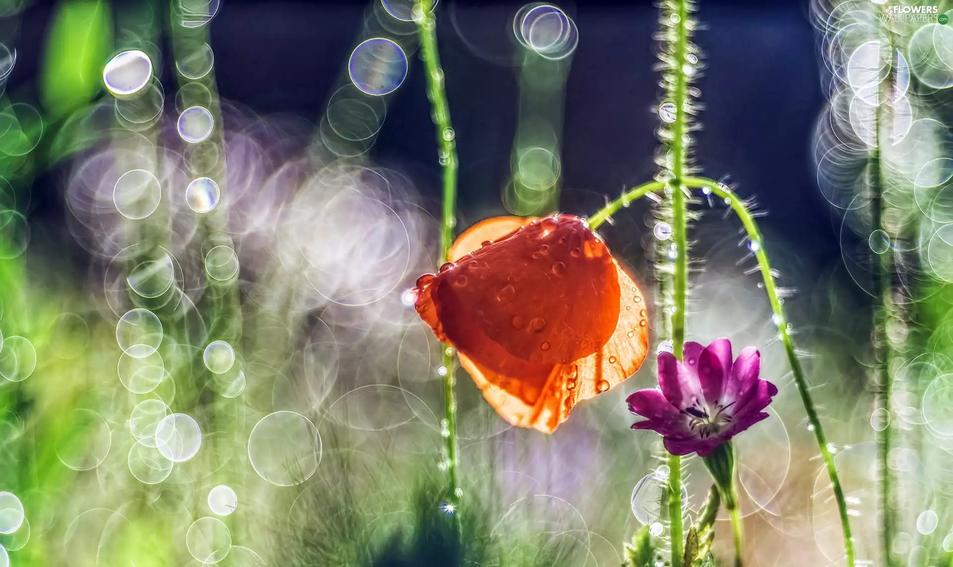 dew, Bokeh, luminosity, ligh, flash, red weed, Colourfull Flowers, sun