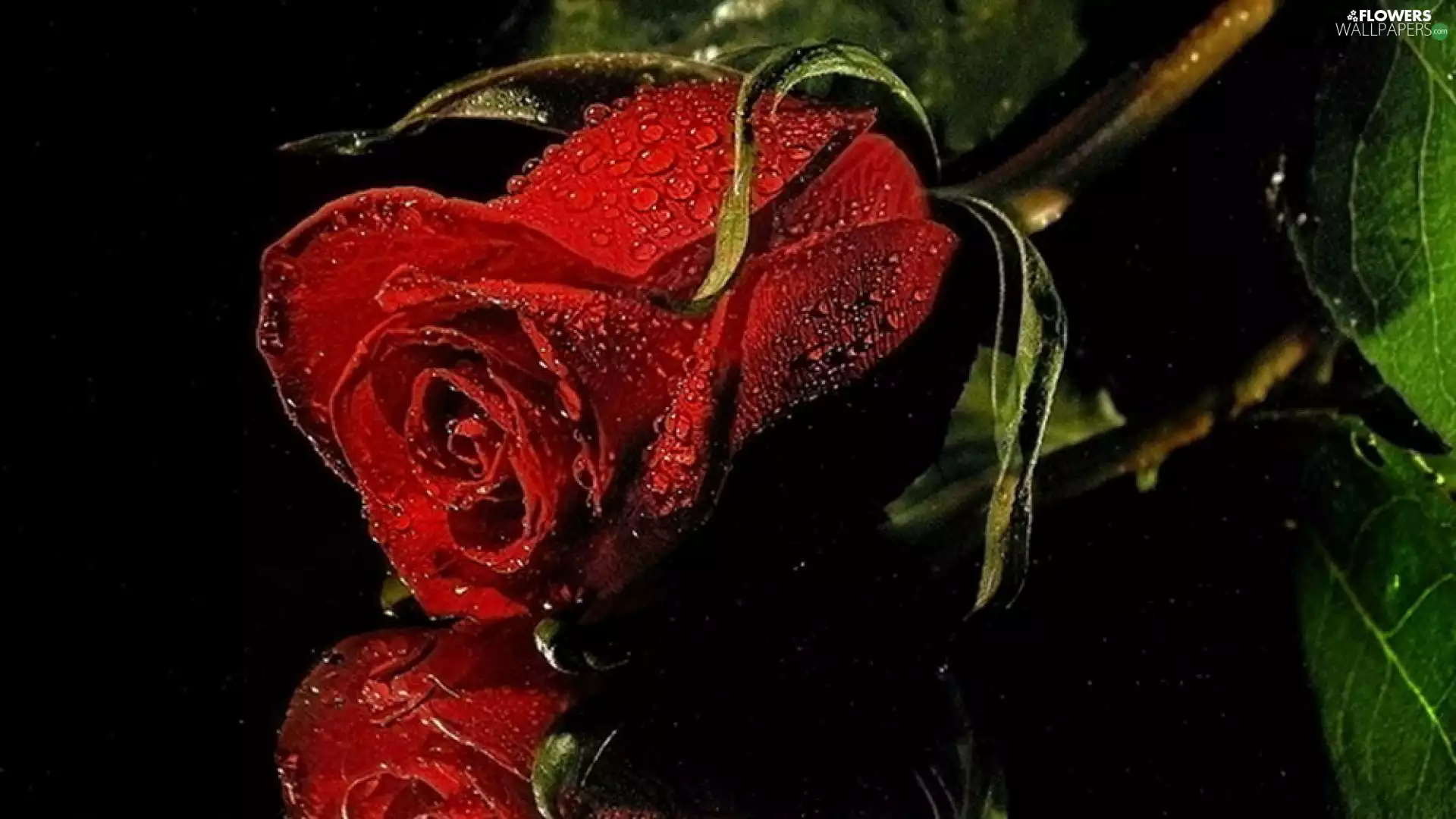 Colourfull Flowers, rose, dew, red hot