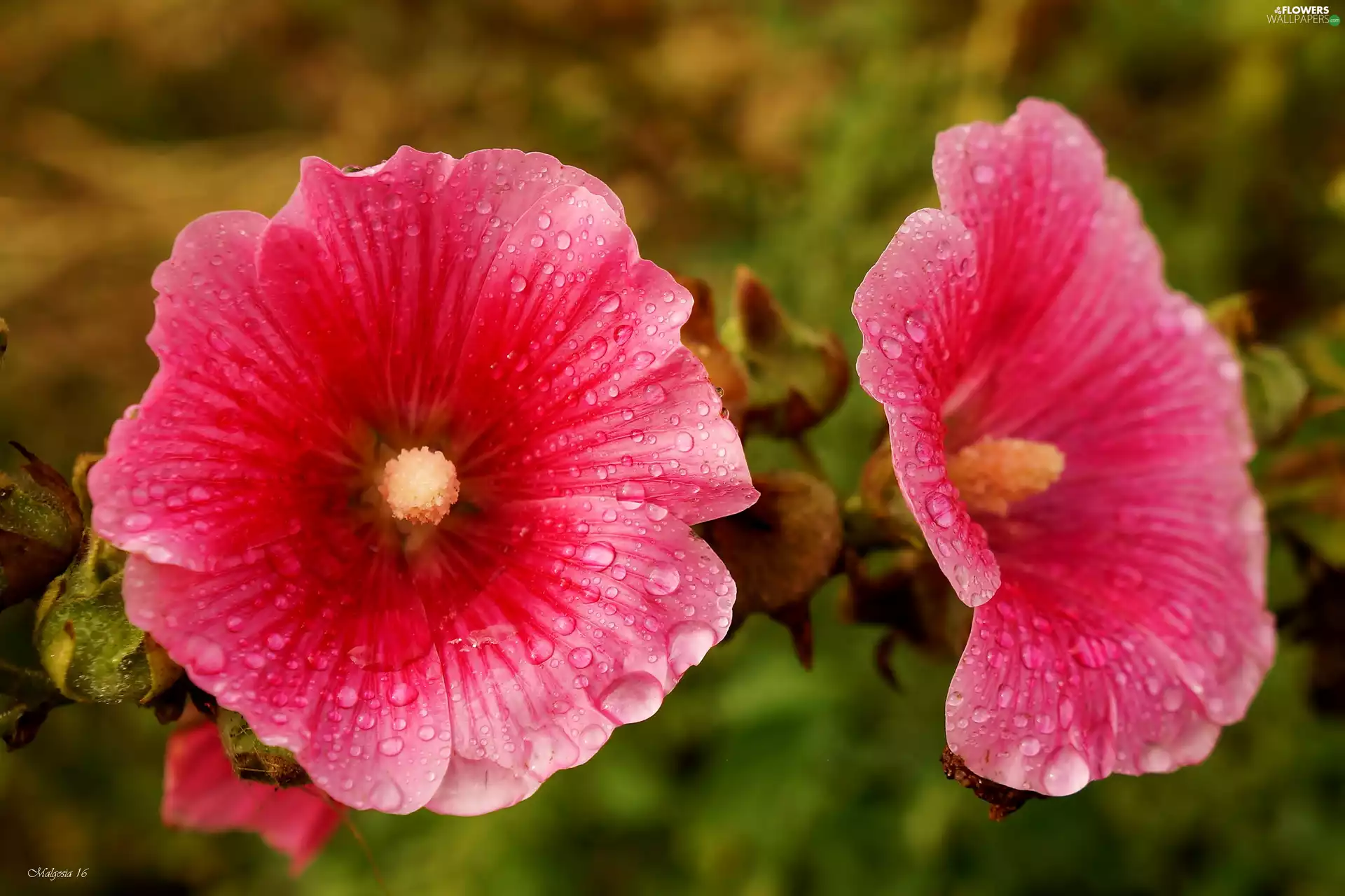 Pink, drops, dew, Hollyhocks