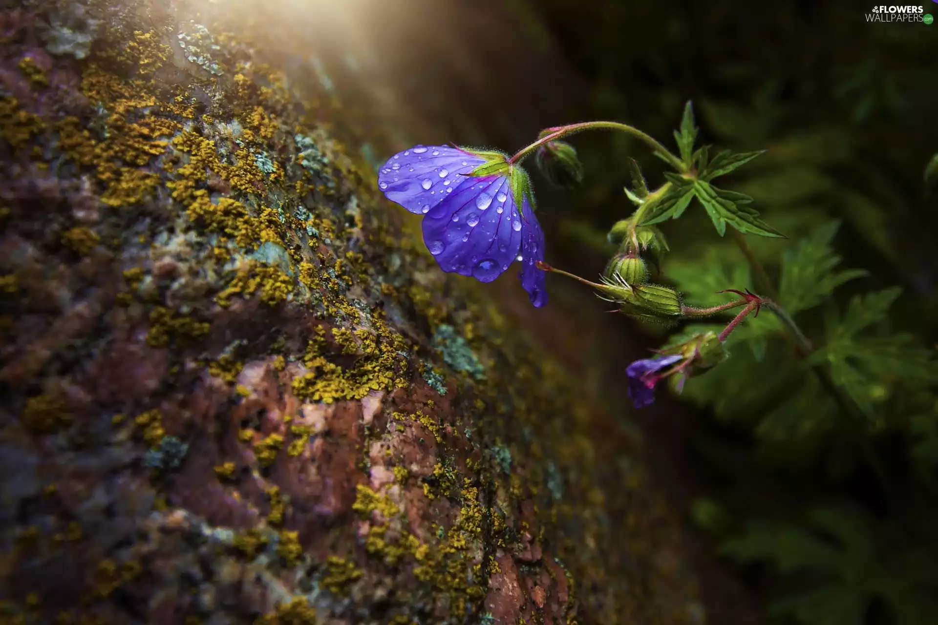 rapprochement, Colourfull Flowers, dew