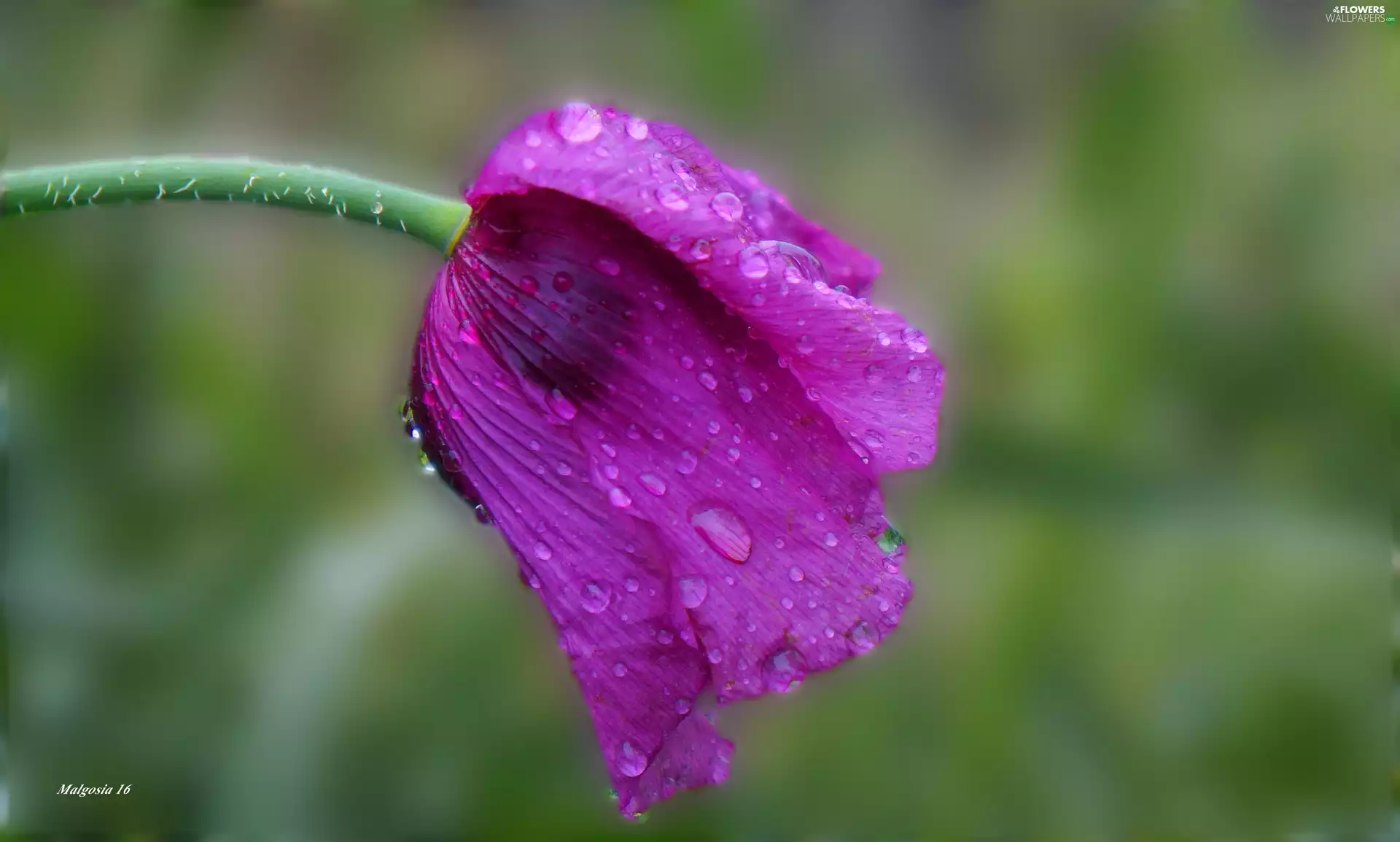 dew, water, red weed, drops, Pink