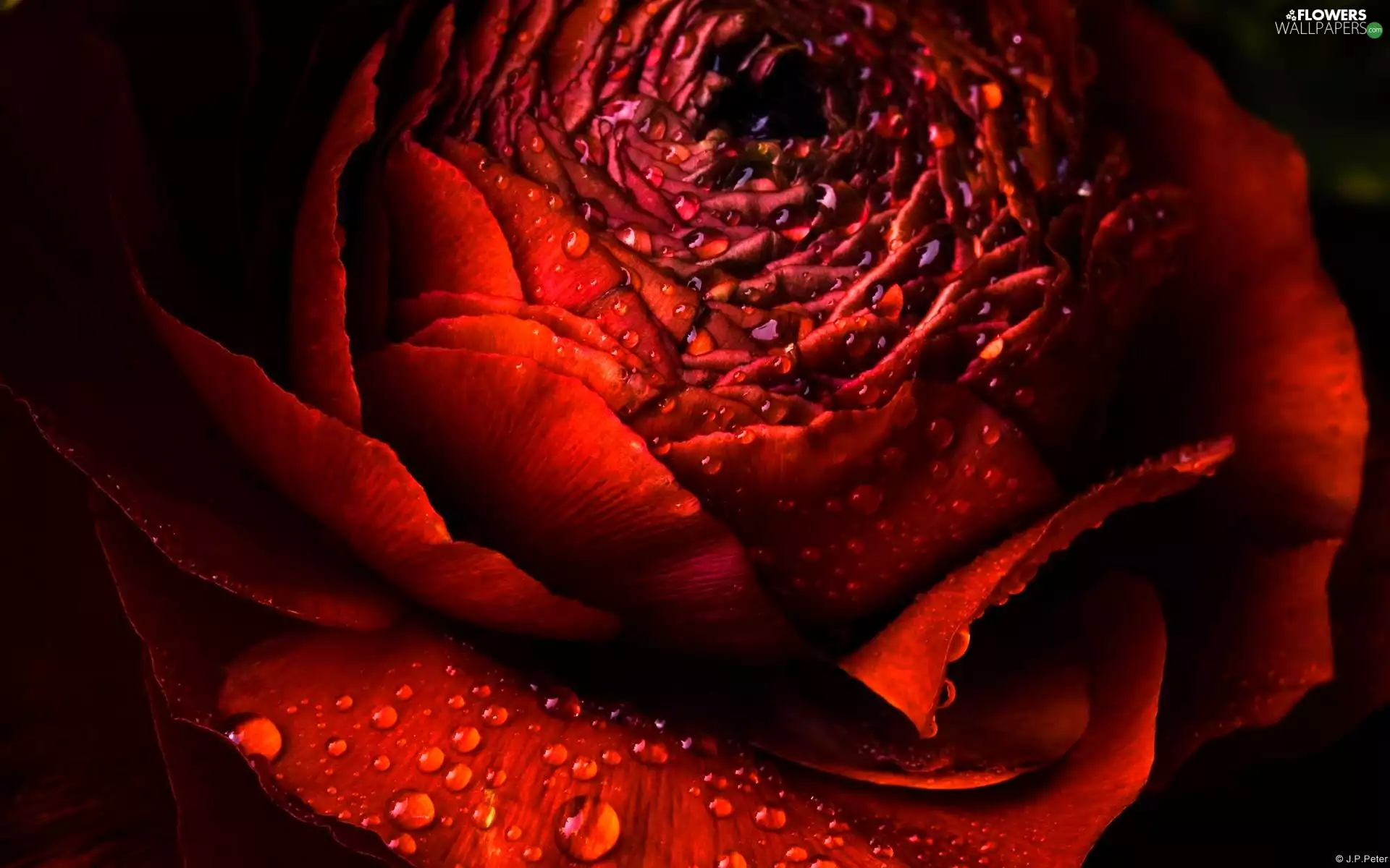 rose, dew