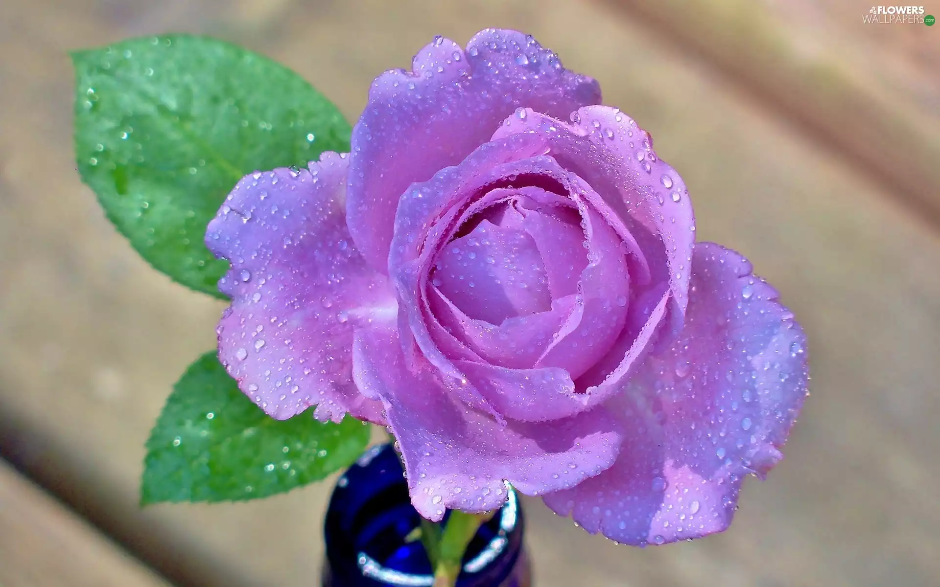 dew, Violet, rose