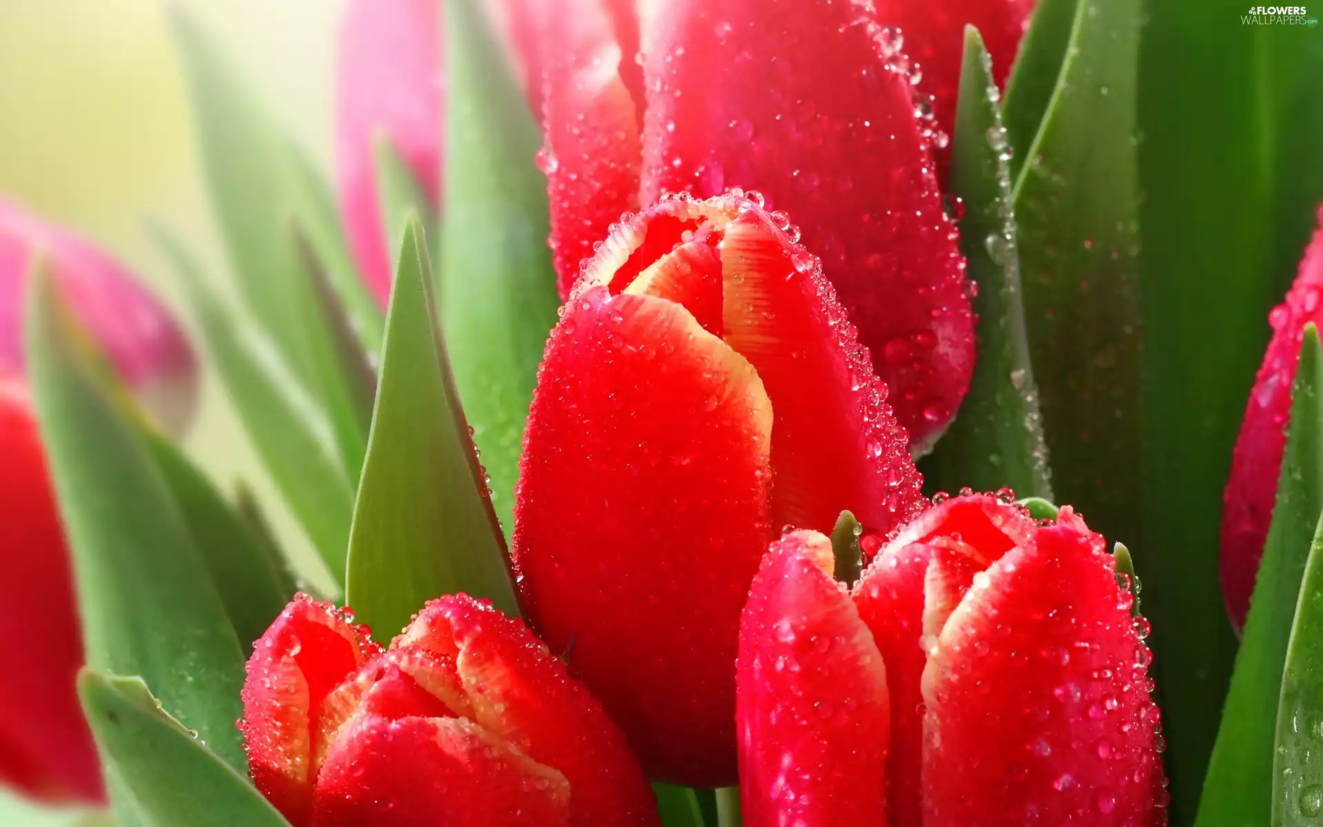 dew, Red, Tulips