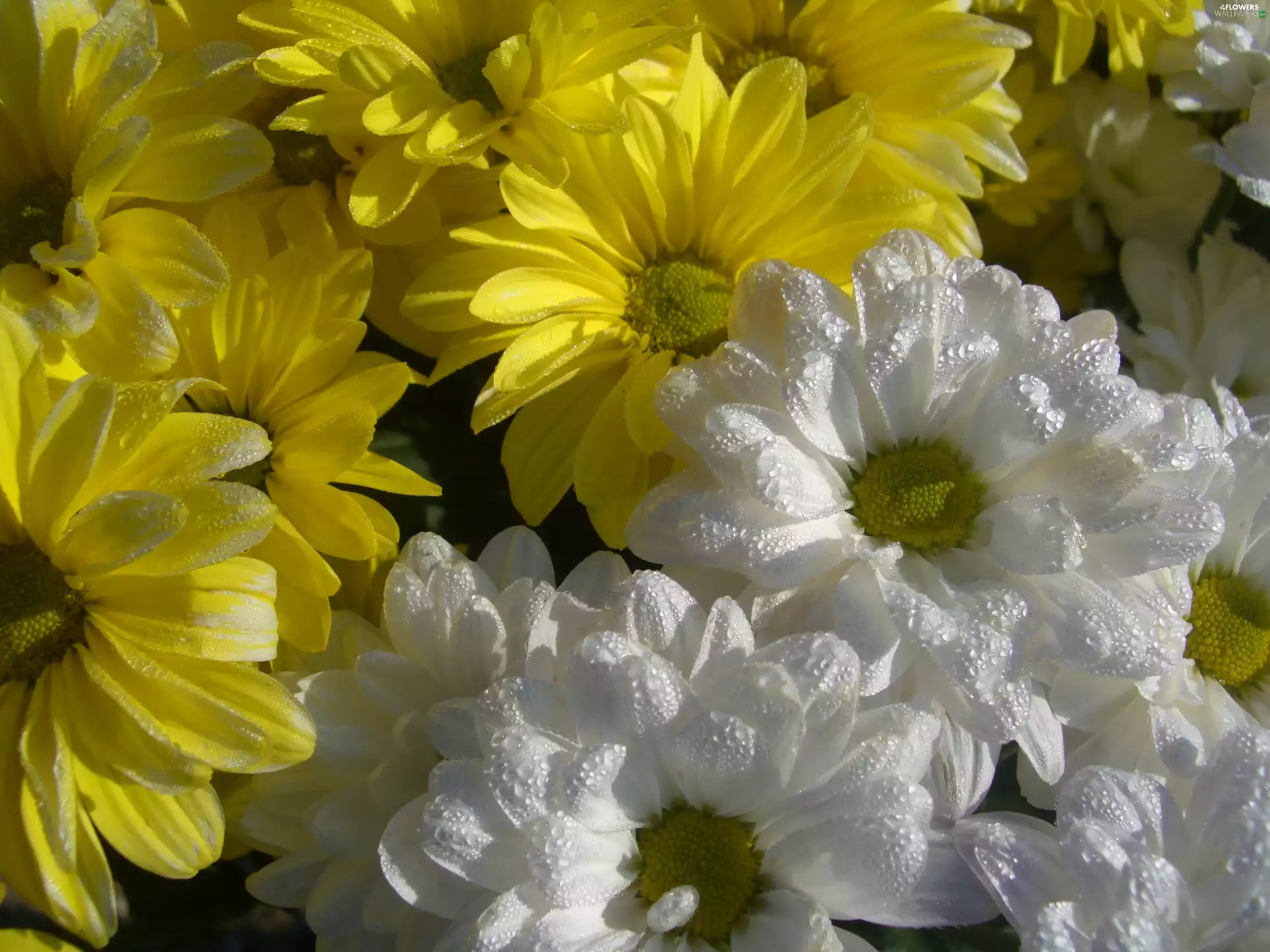 Yellow, daisy, Morning, dew, Flowers, White