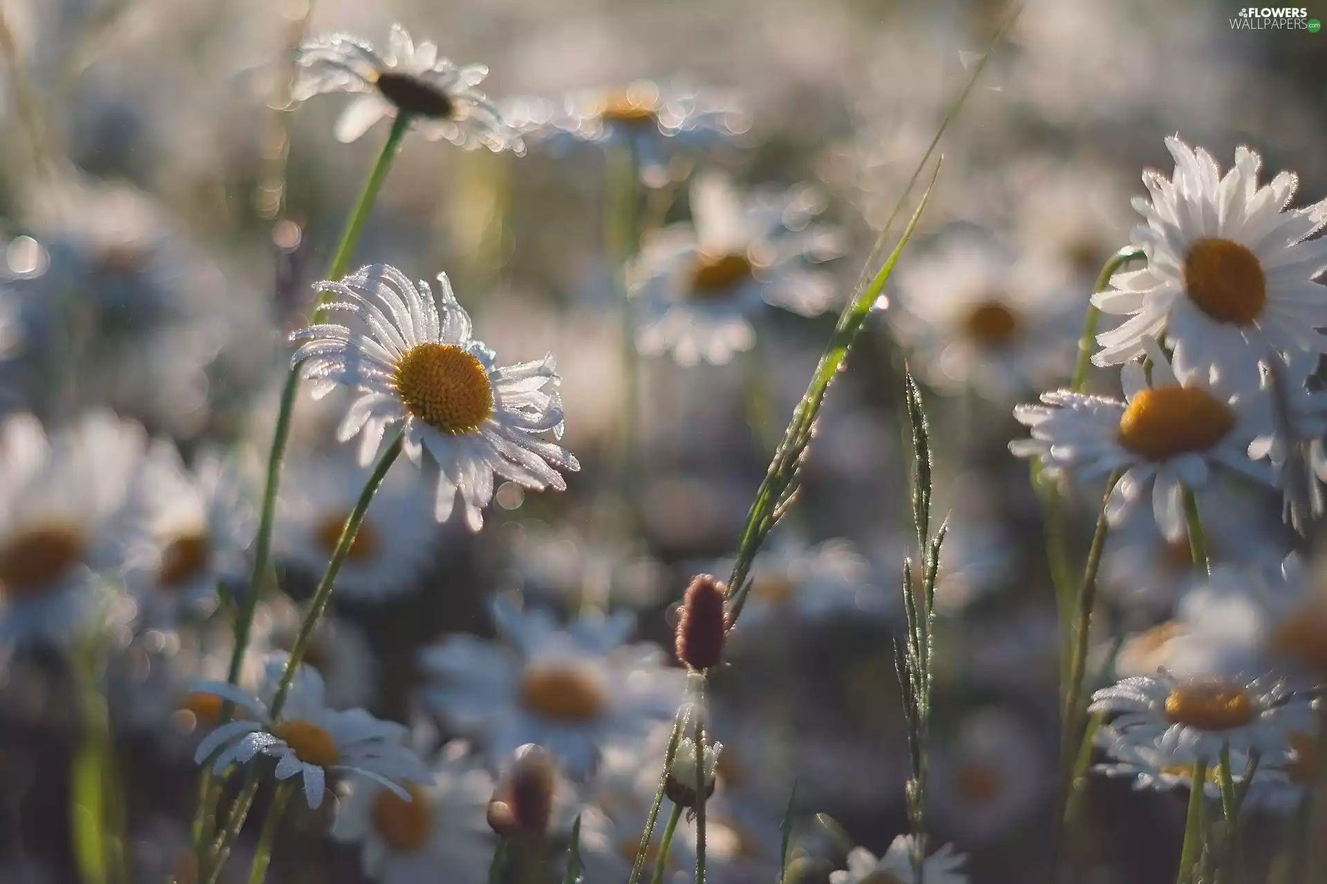 Flowers, camomiles, blur, dewy