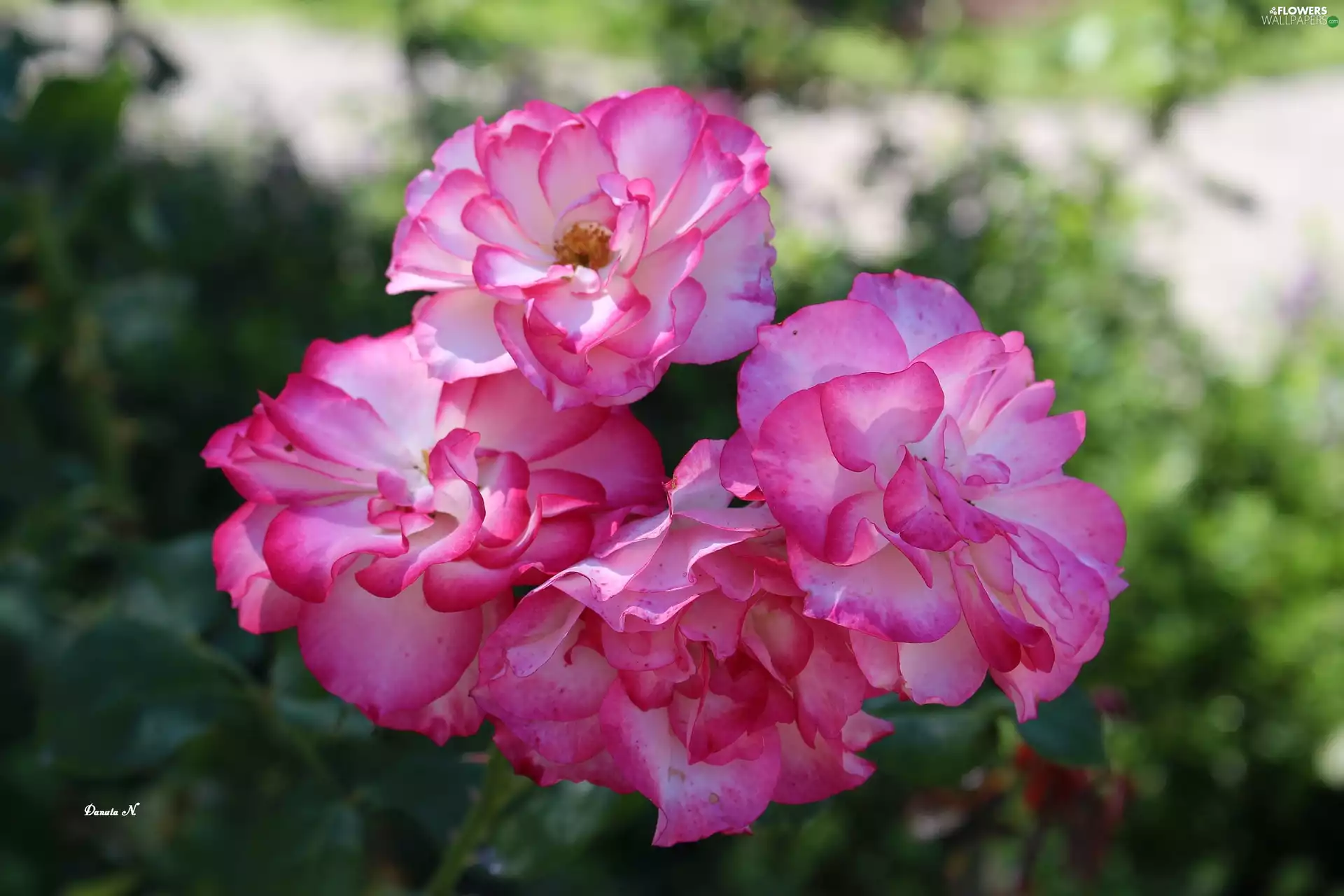roses, Garden, summer, Dichromatic