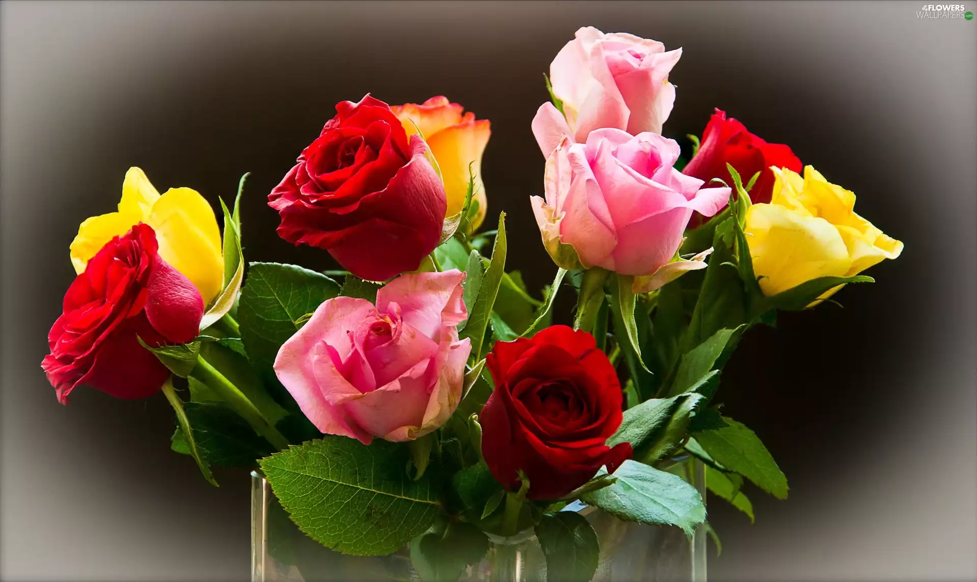 Different colored, roses