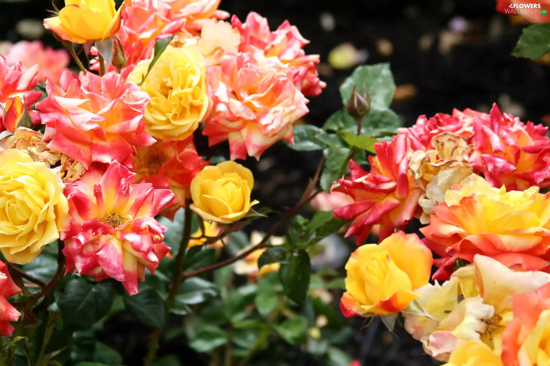 Different colored, roses