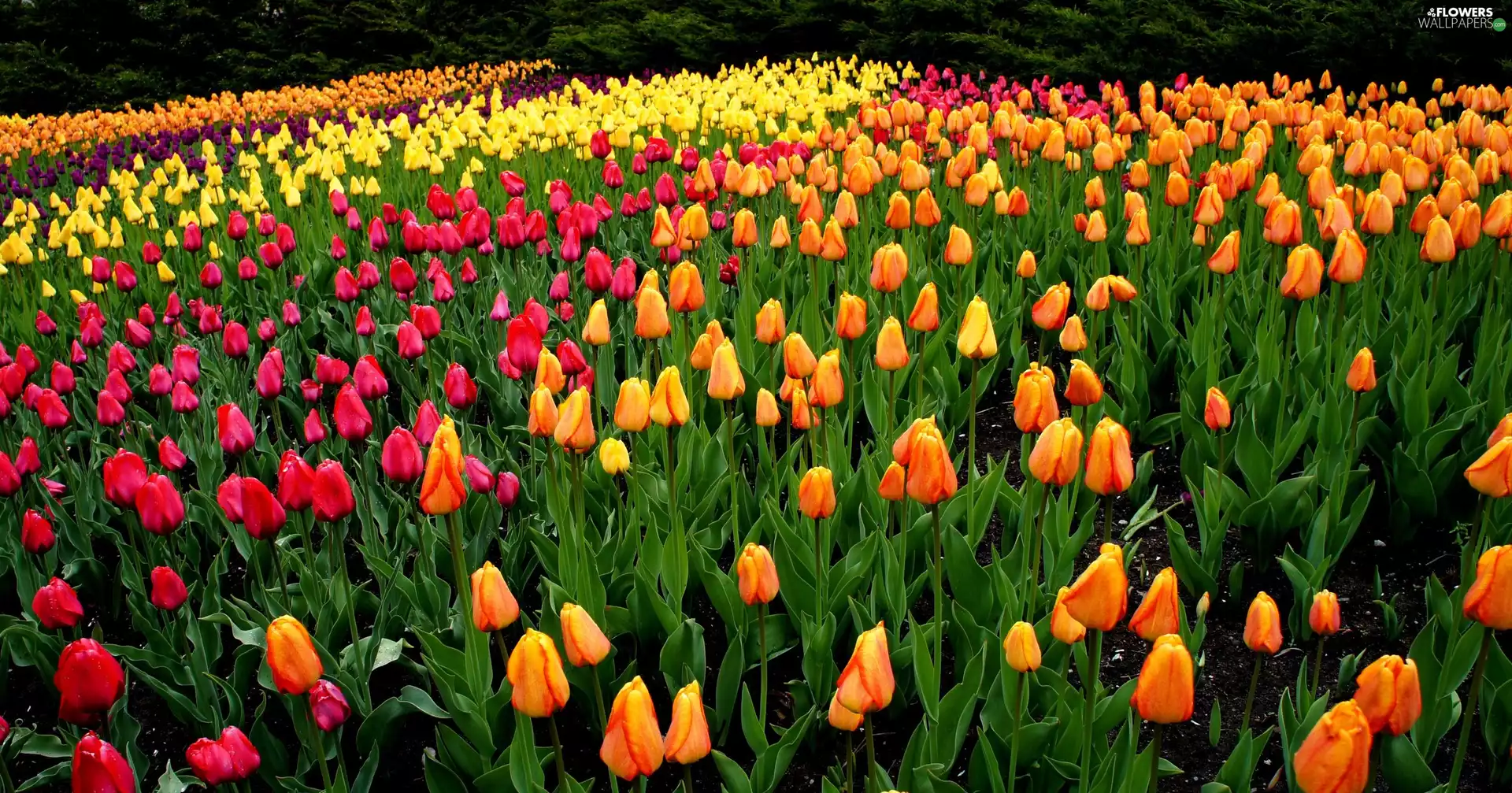 Different colored, Tulips