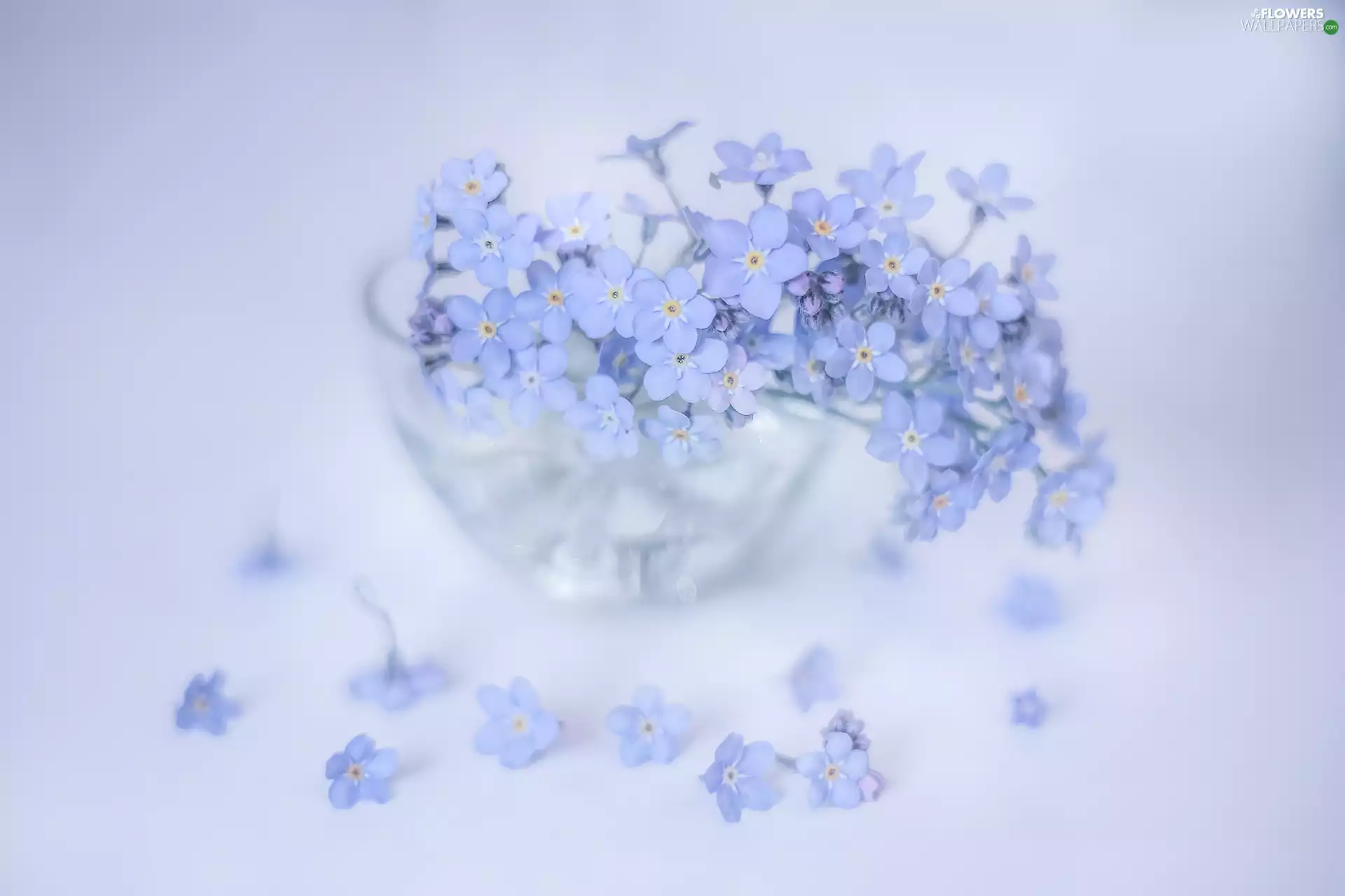 glass, dish, Blue, Flowers, Forget