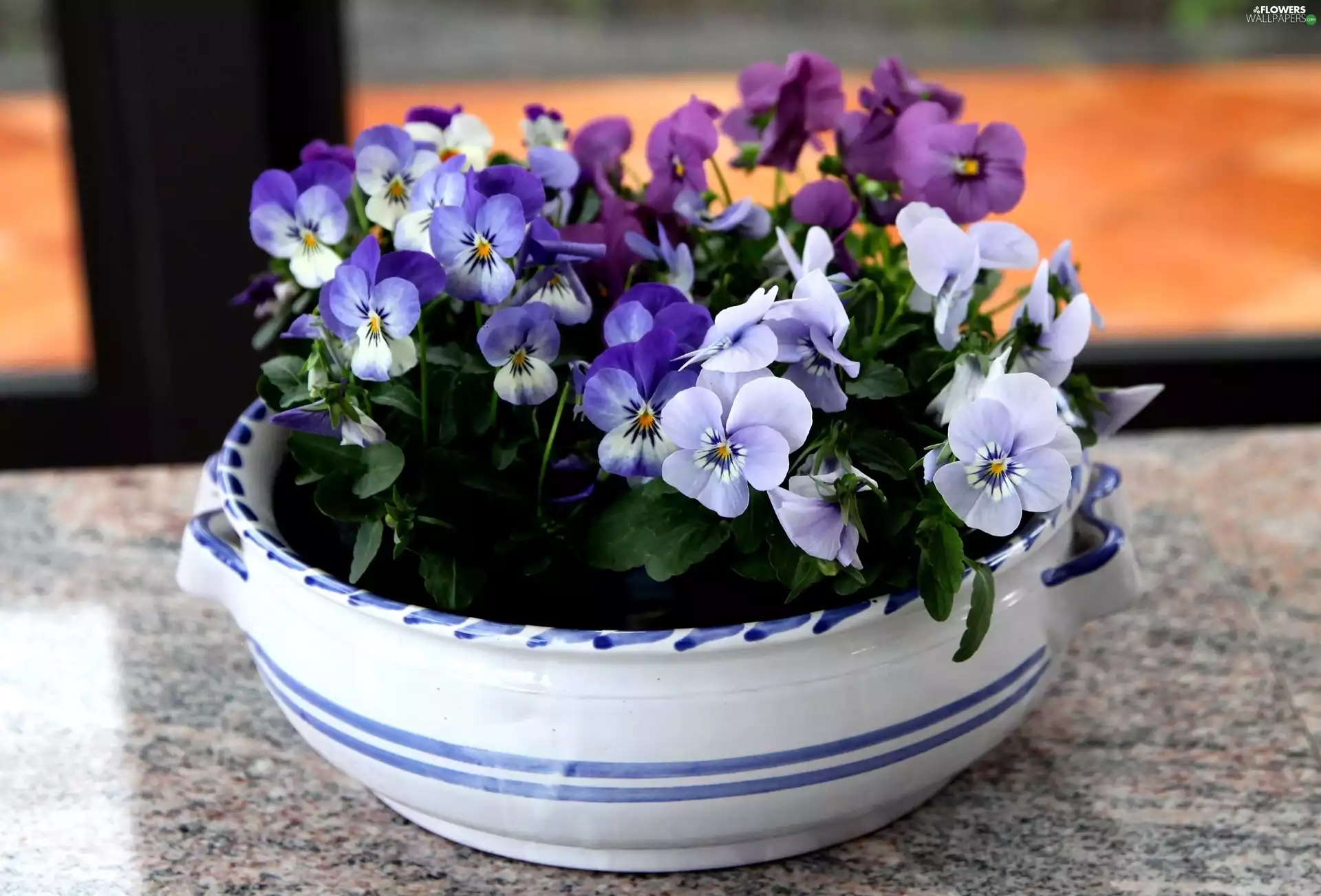 dish, pansies, bowl