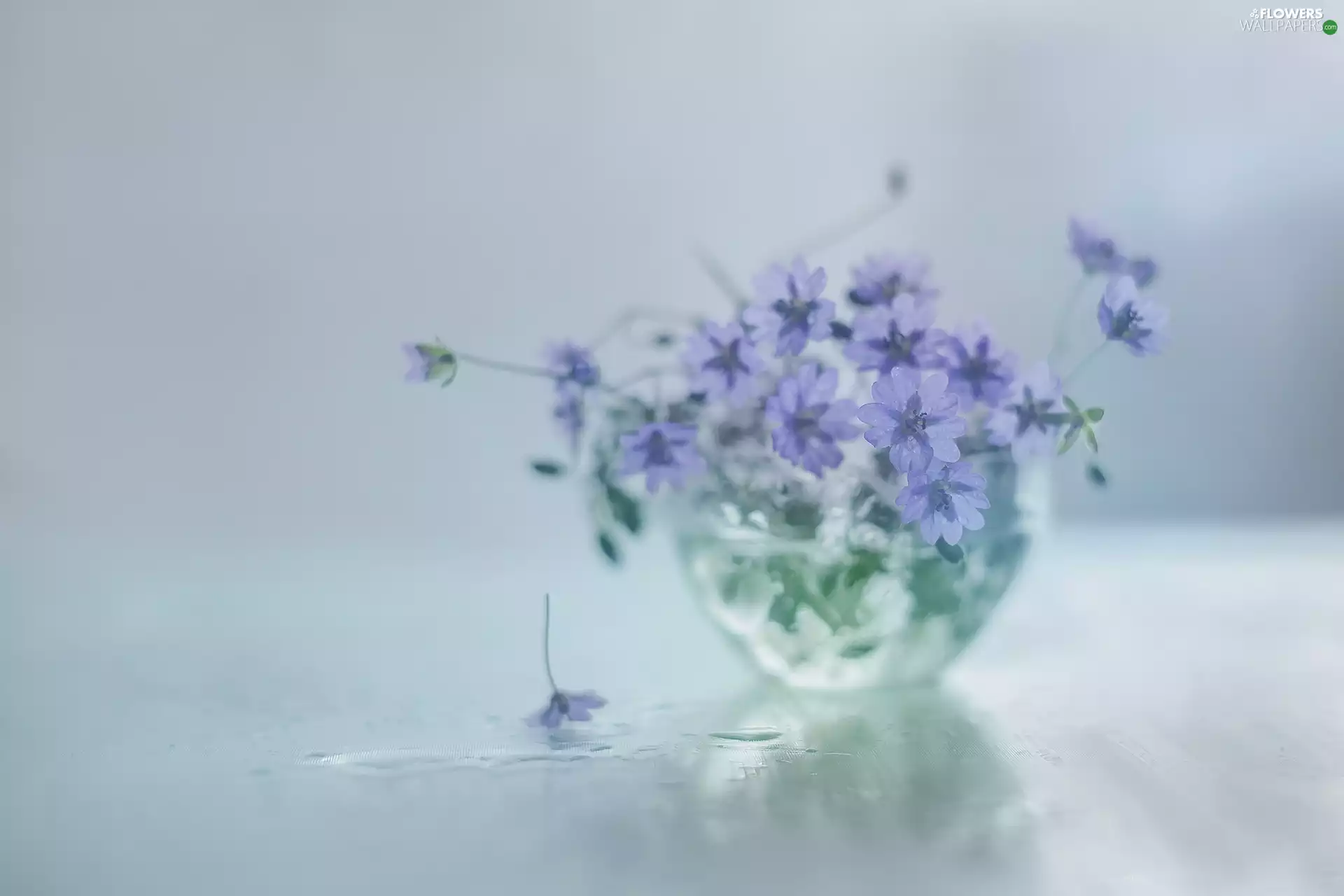 glass, dish, purple, Flowers, geranium