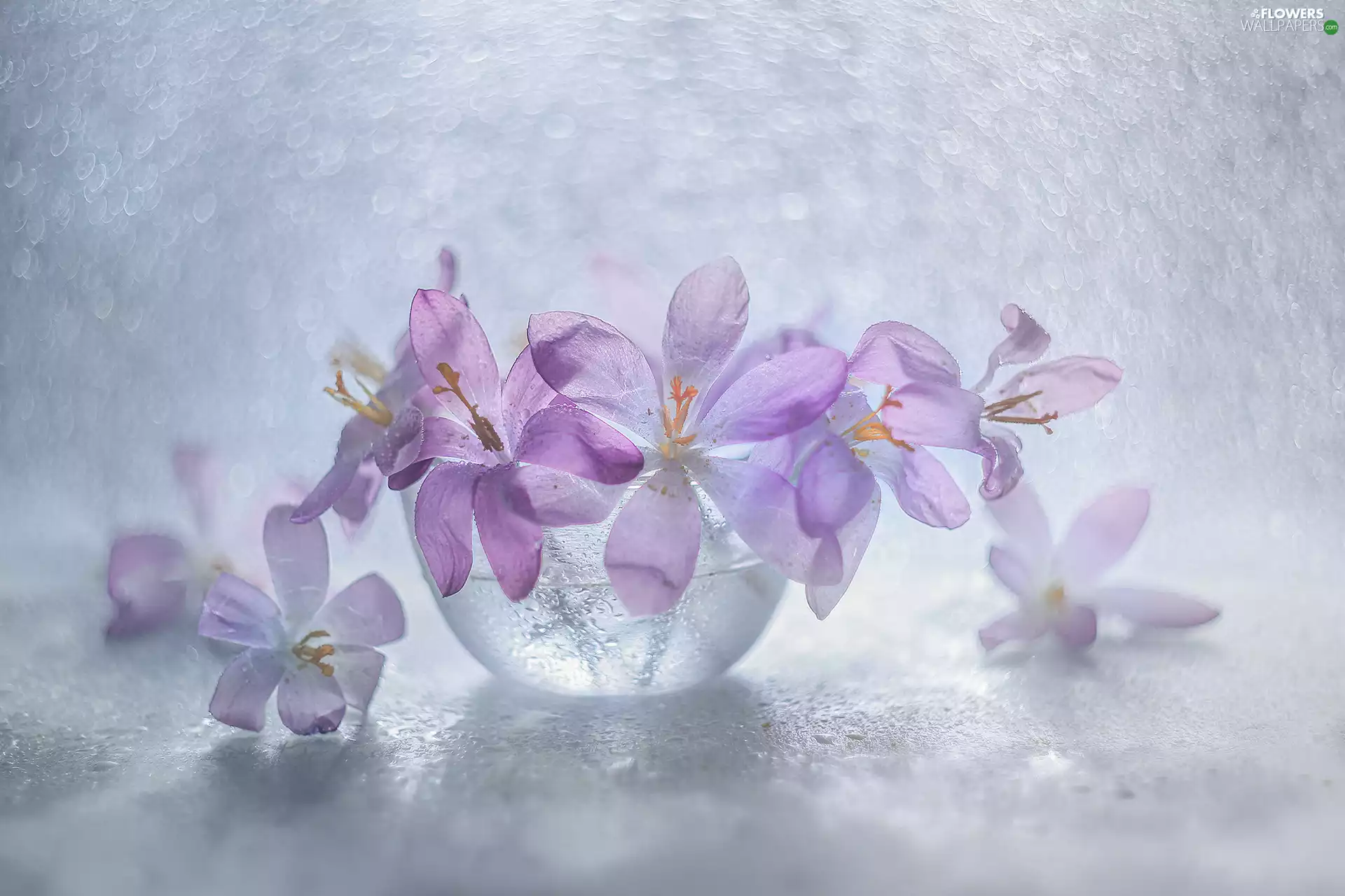 Flowers, crocuses, glass, dish, Spring, purple