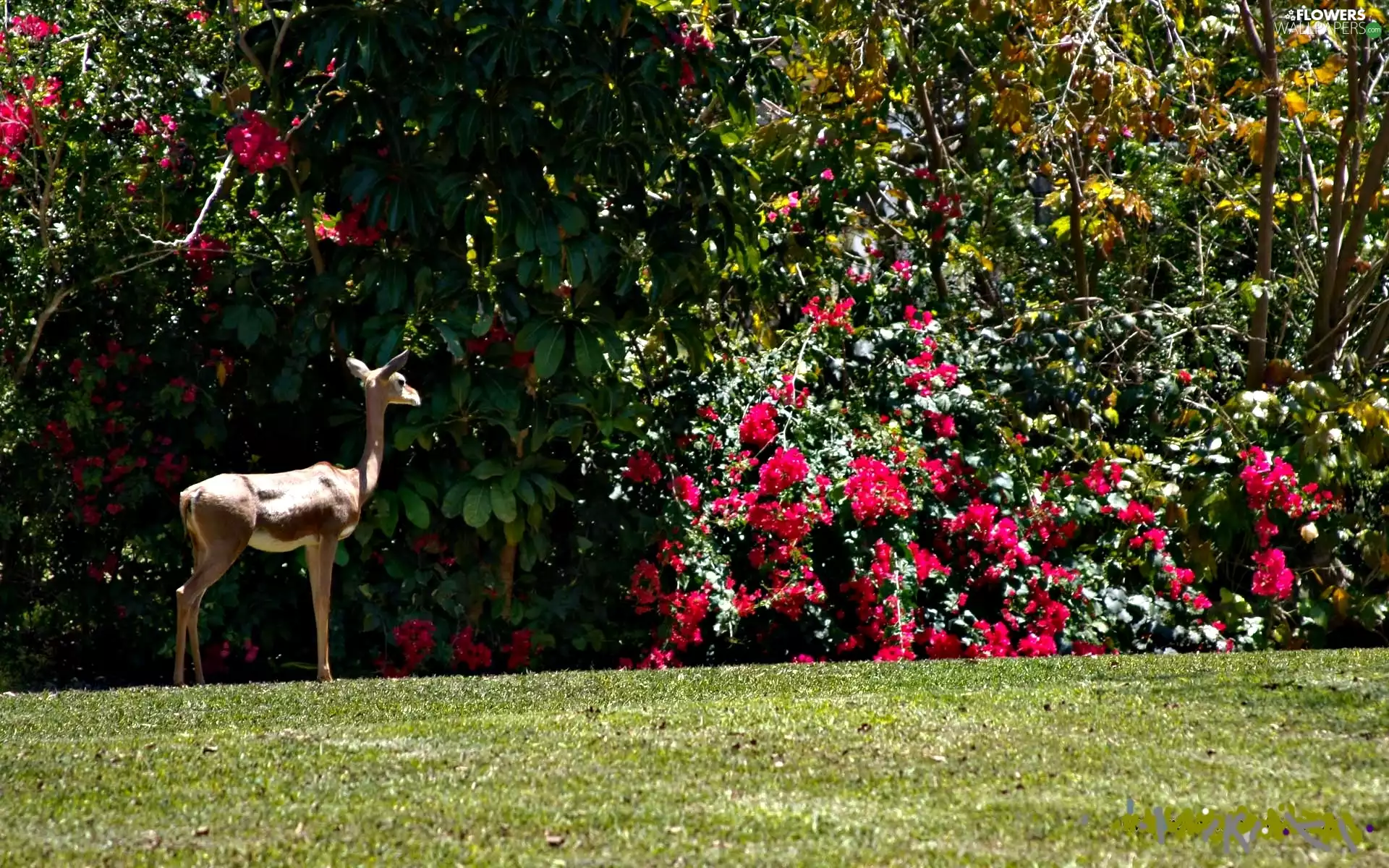 Rising, forest, Meadow, doe, bougainvillea, Bush