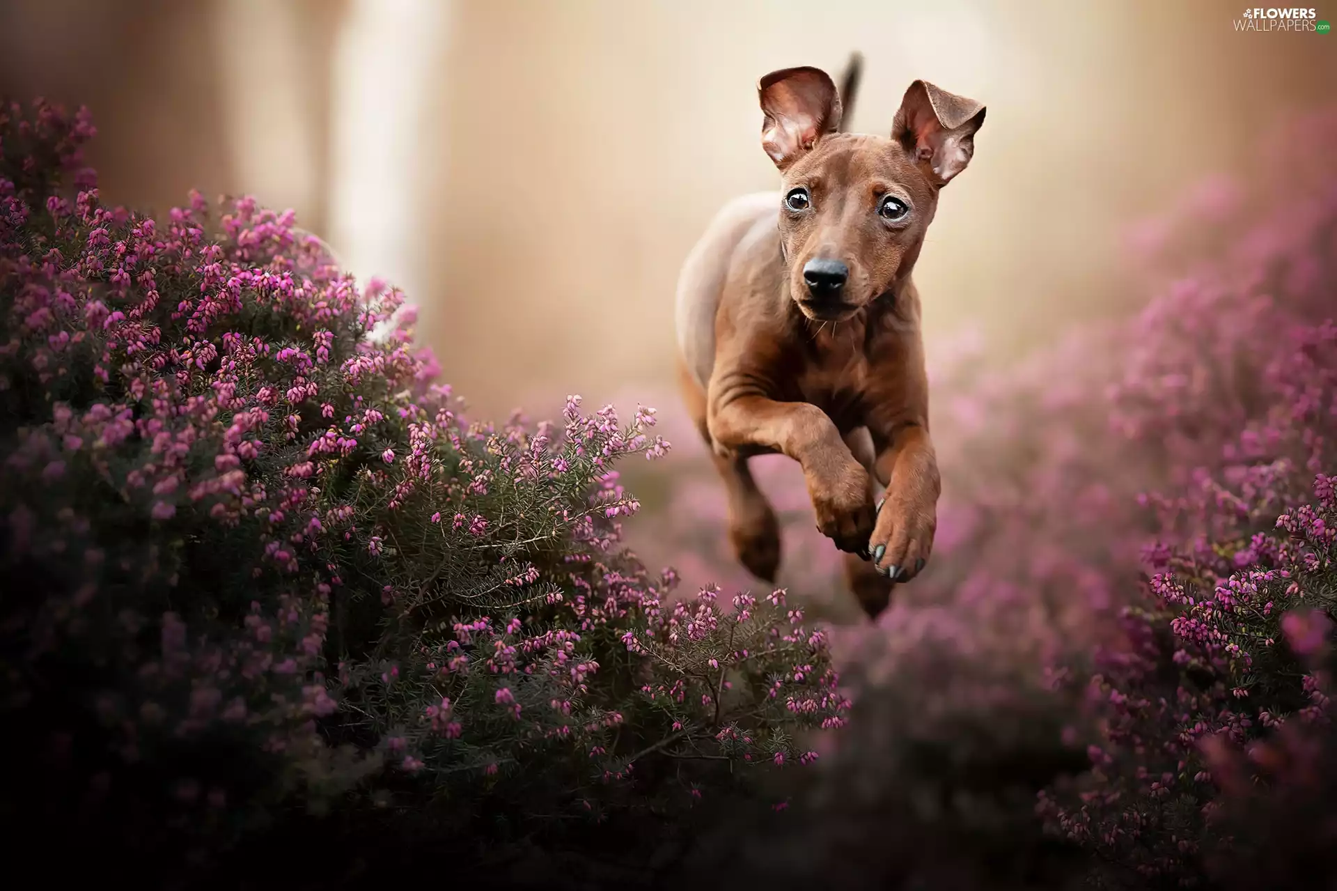 running, Flowers, heathers, dog