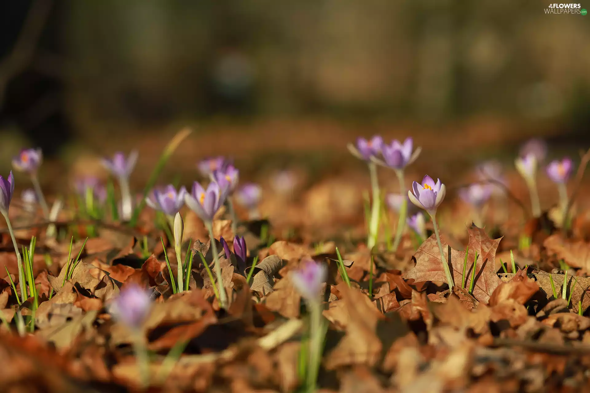 little doggies, dry, Leaf, crocuses
