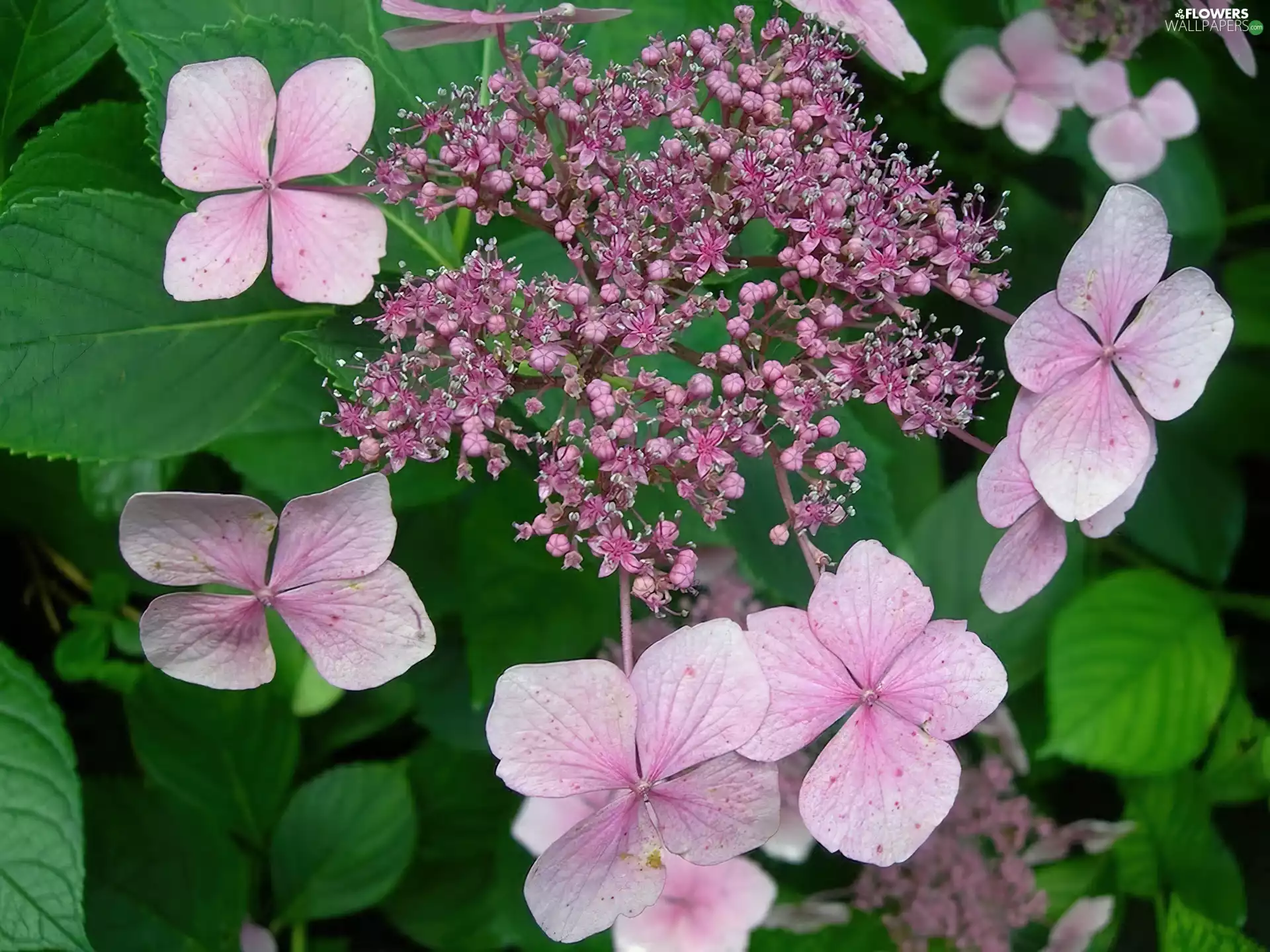 flowers, hydrangea, little doggies