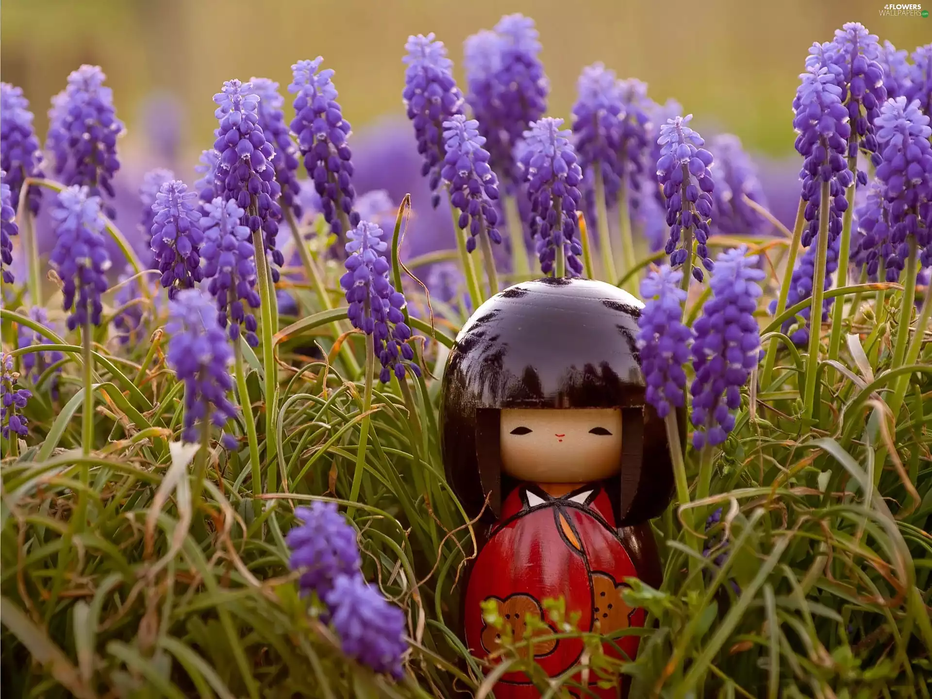 dolly, Muscari, Japanese