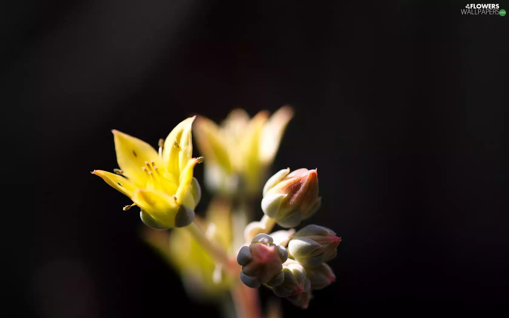 Echeveria, Colourfull Flowers, donuts