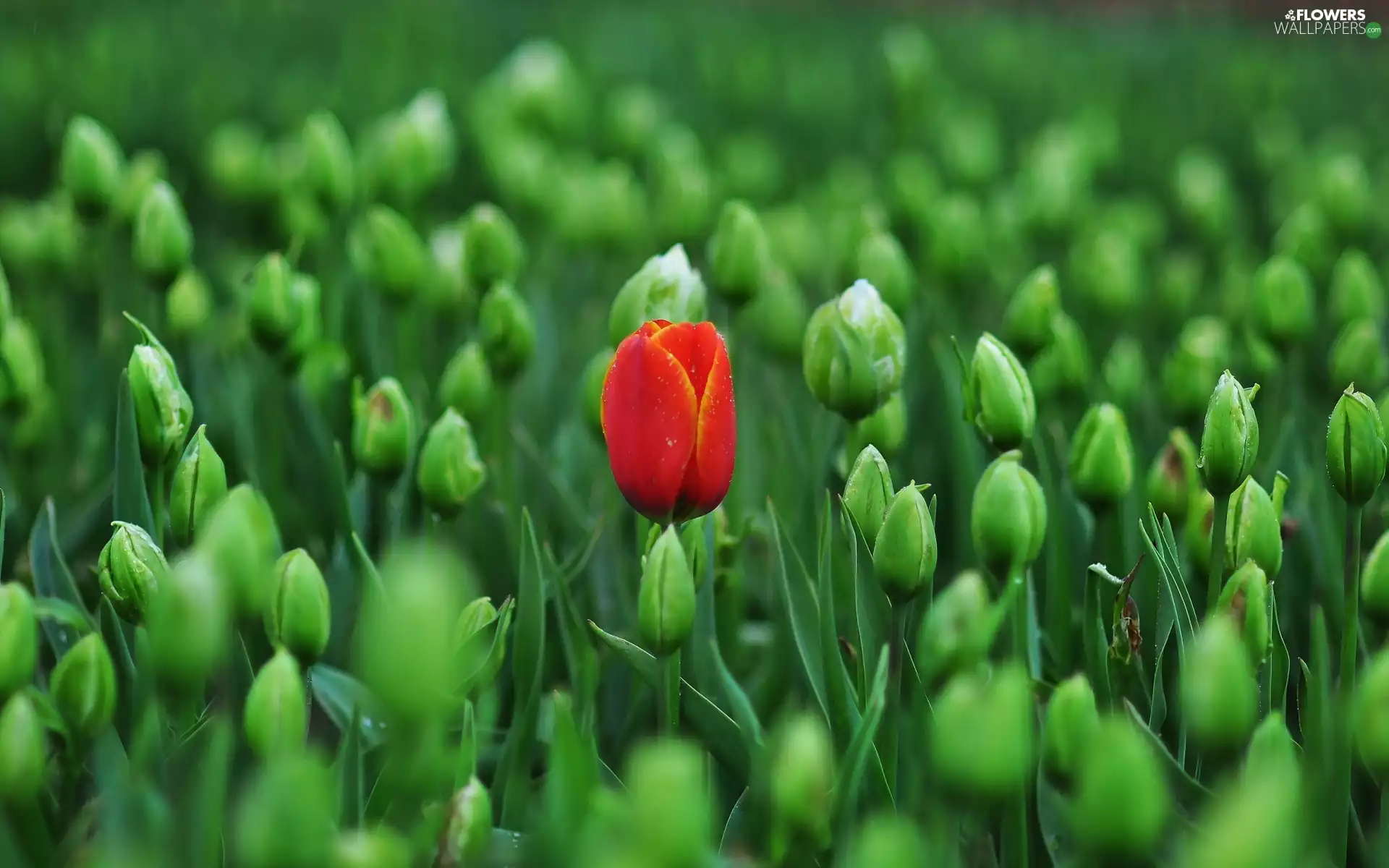 Flowers, Red, tulip, donuts
