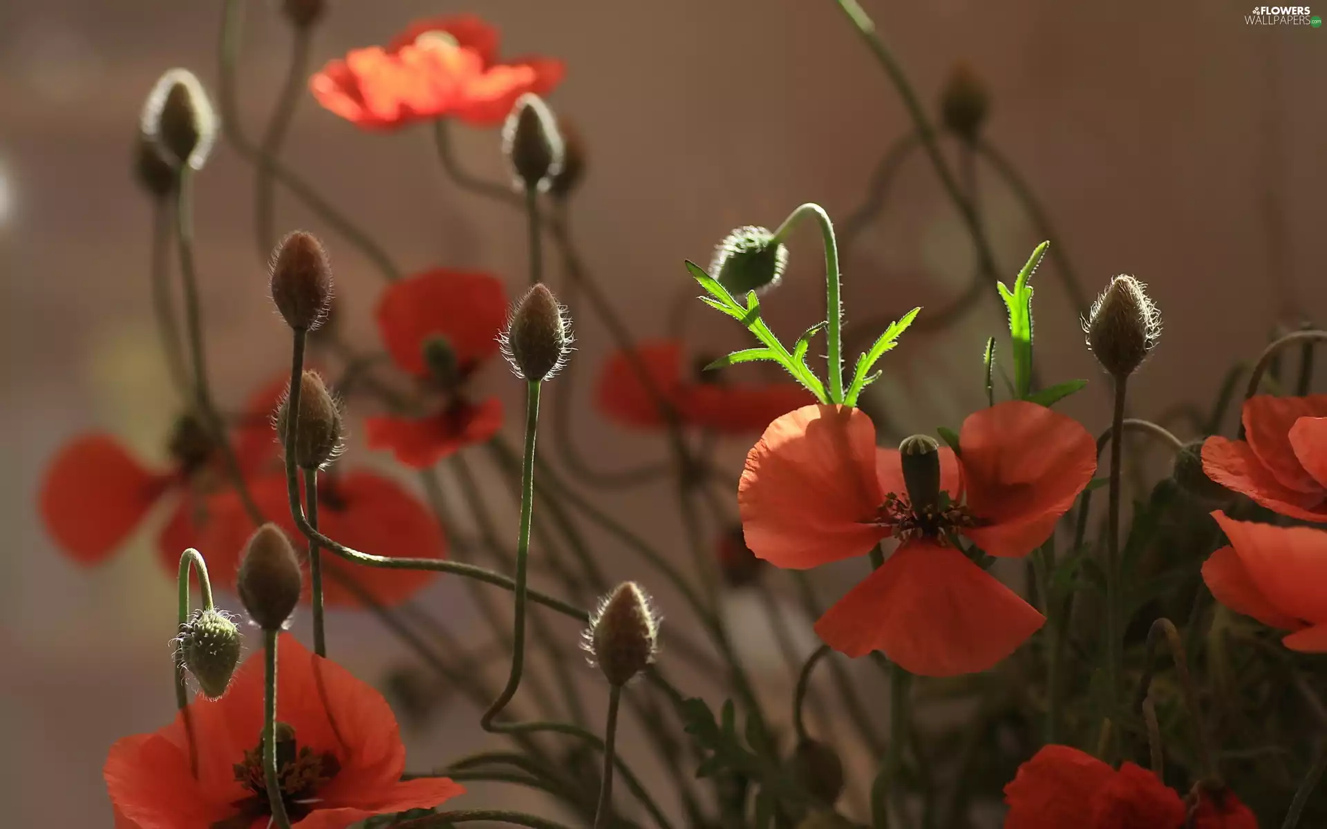 donuts, Red, papavers